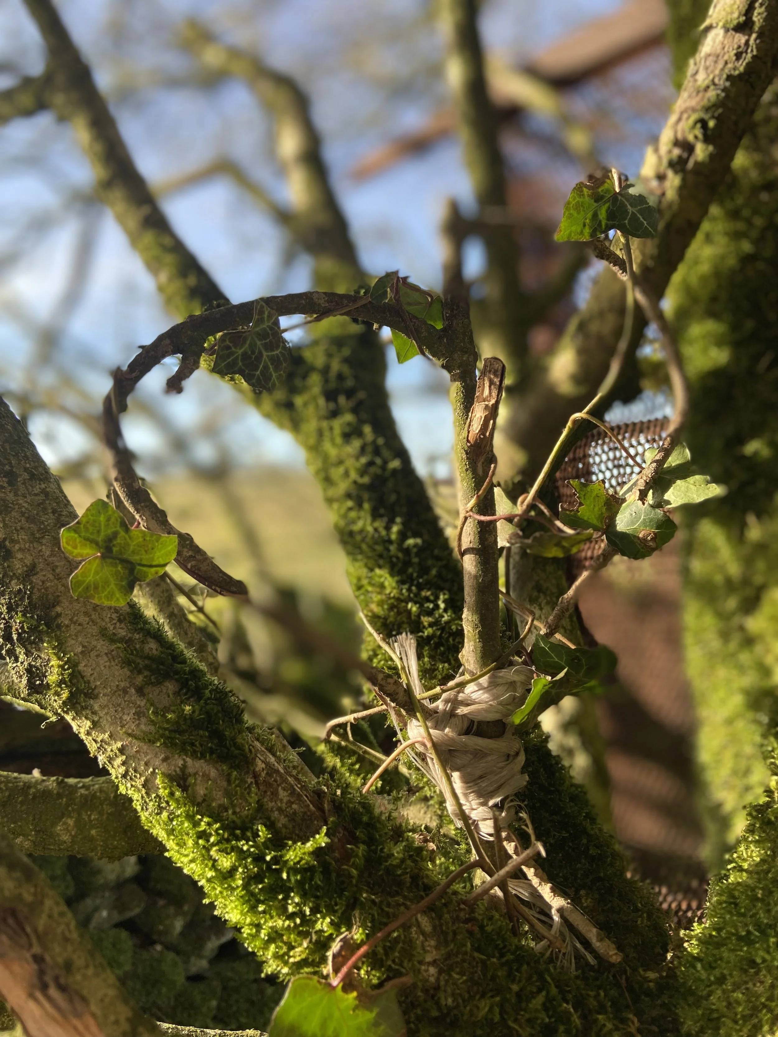 Close-up of moss-covered tree branches with green ivy leaves, some dried light-colored plant matter, and a blurred background of tree branches and sky.