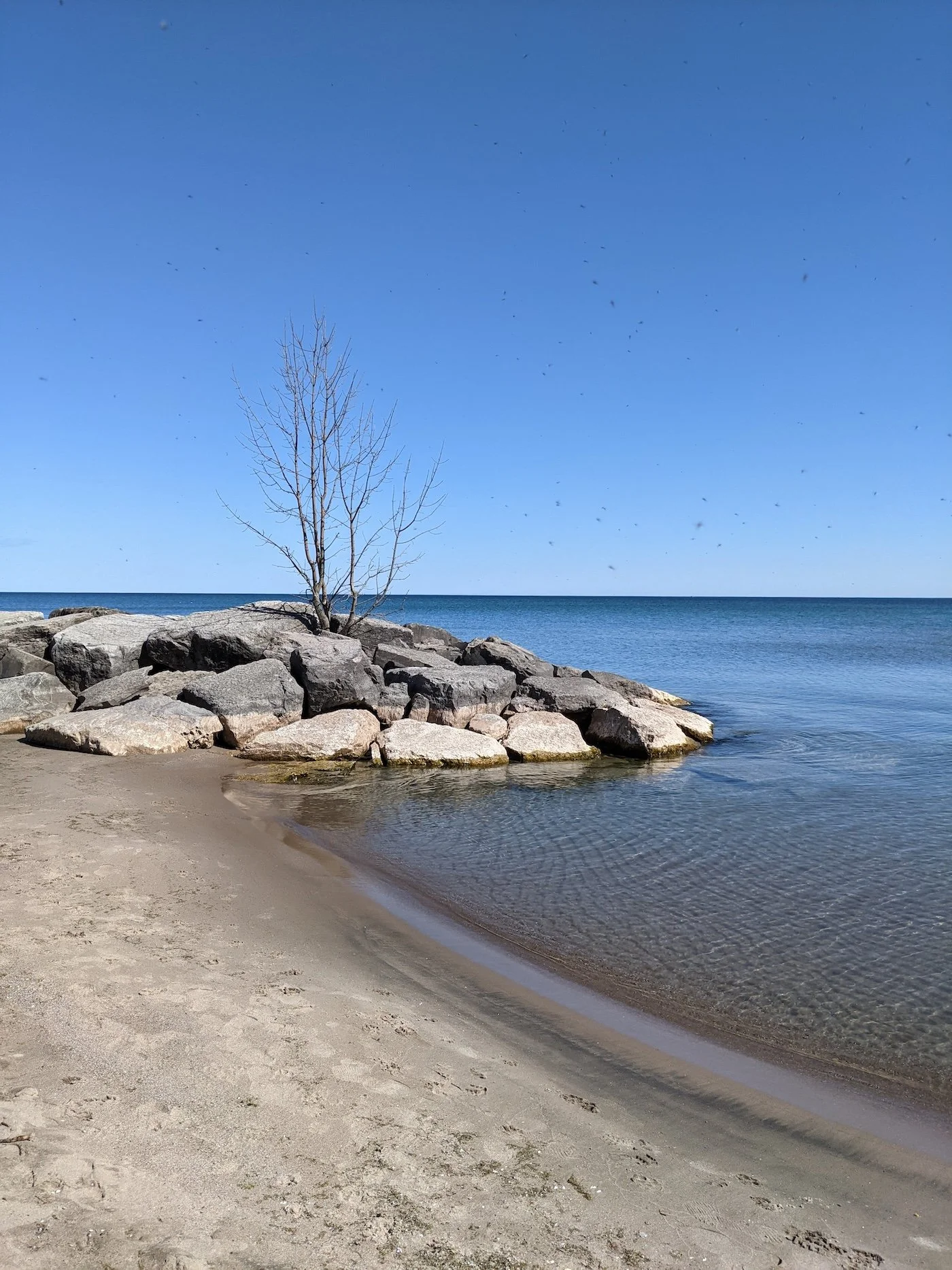 A sandy beach with a rocky outcrop and a leafless tree, calm water, and a clear blue sky.