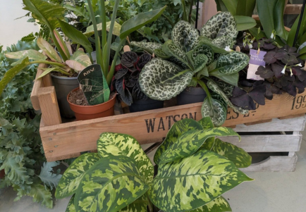 House Plant Advice Day