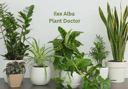Ilex Alba Plant Doctor
