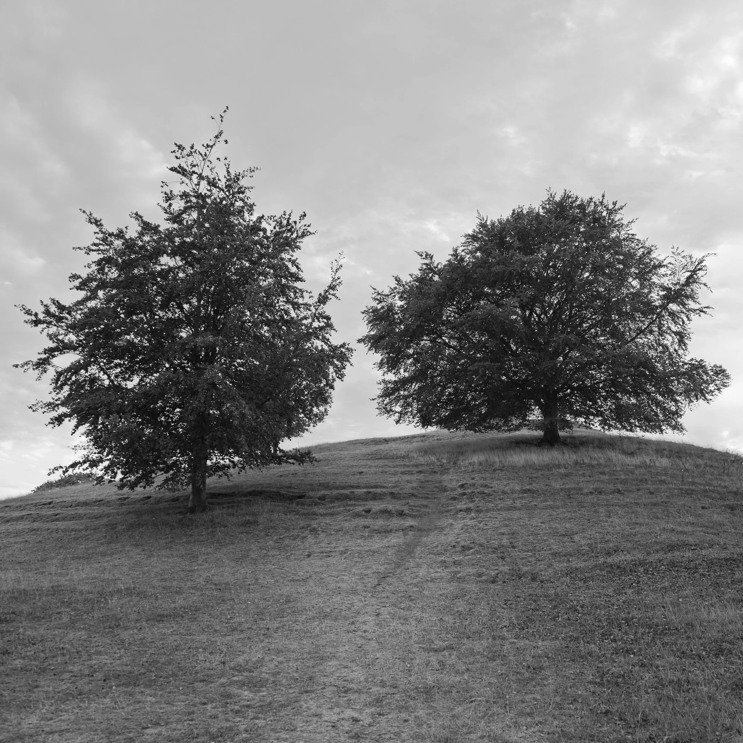 two+trees.jpg