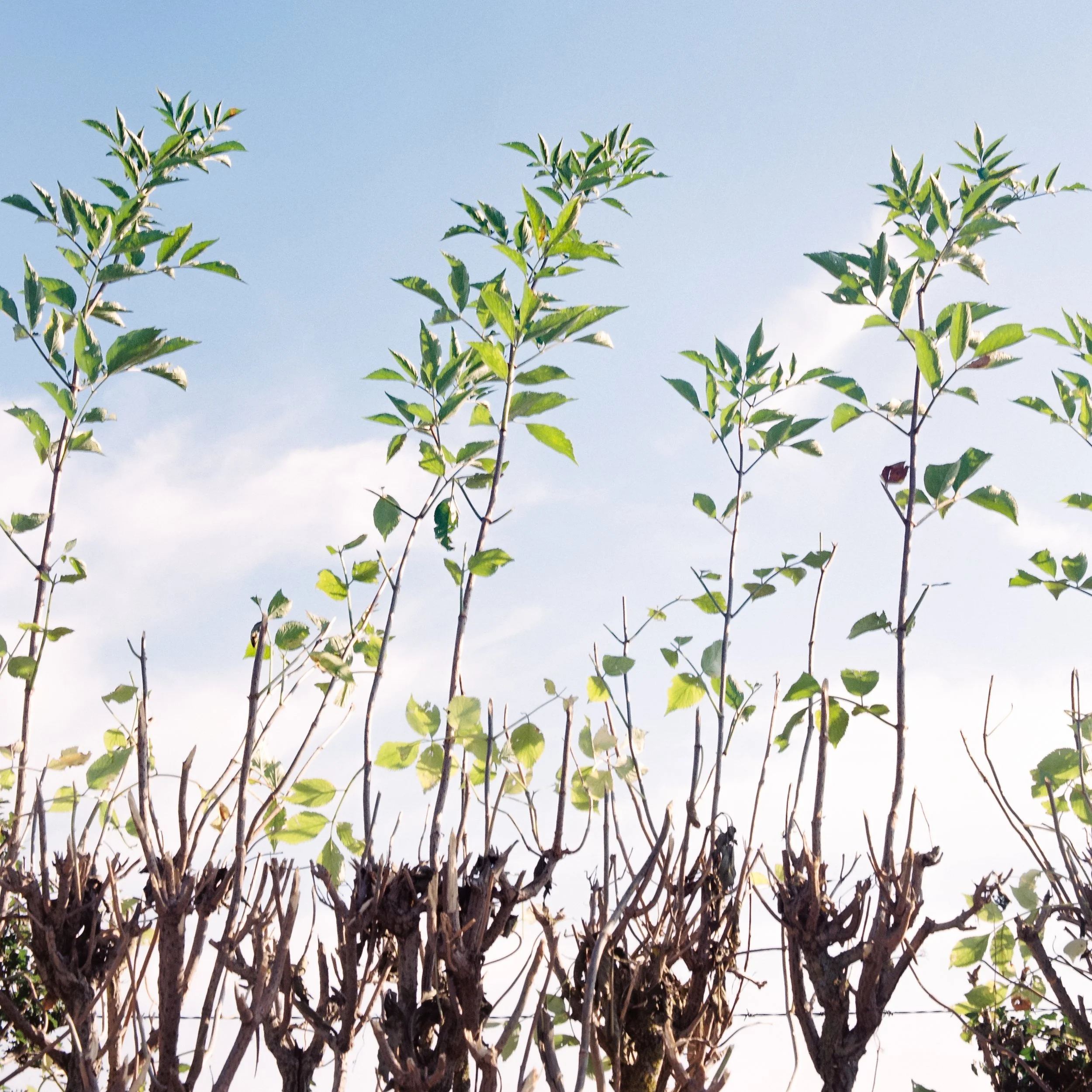 summer-hedge-photo (2).jpg