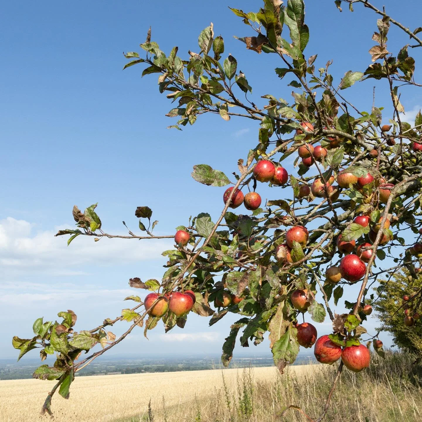 Wild apples, as the seasons turn&hellip;

#ejdstudio
#englishlandscape
#walkingthelandscape