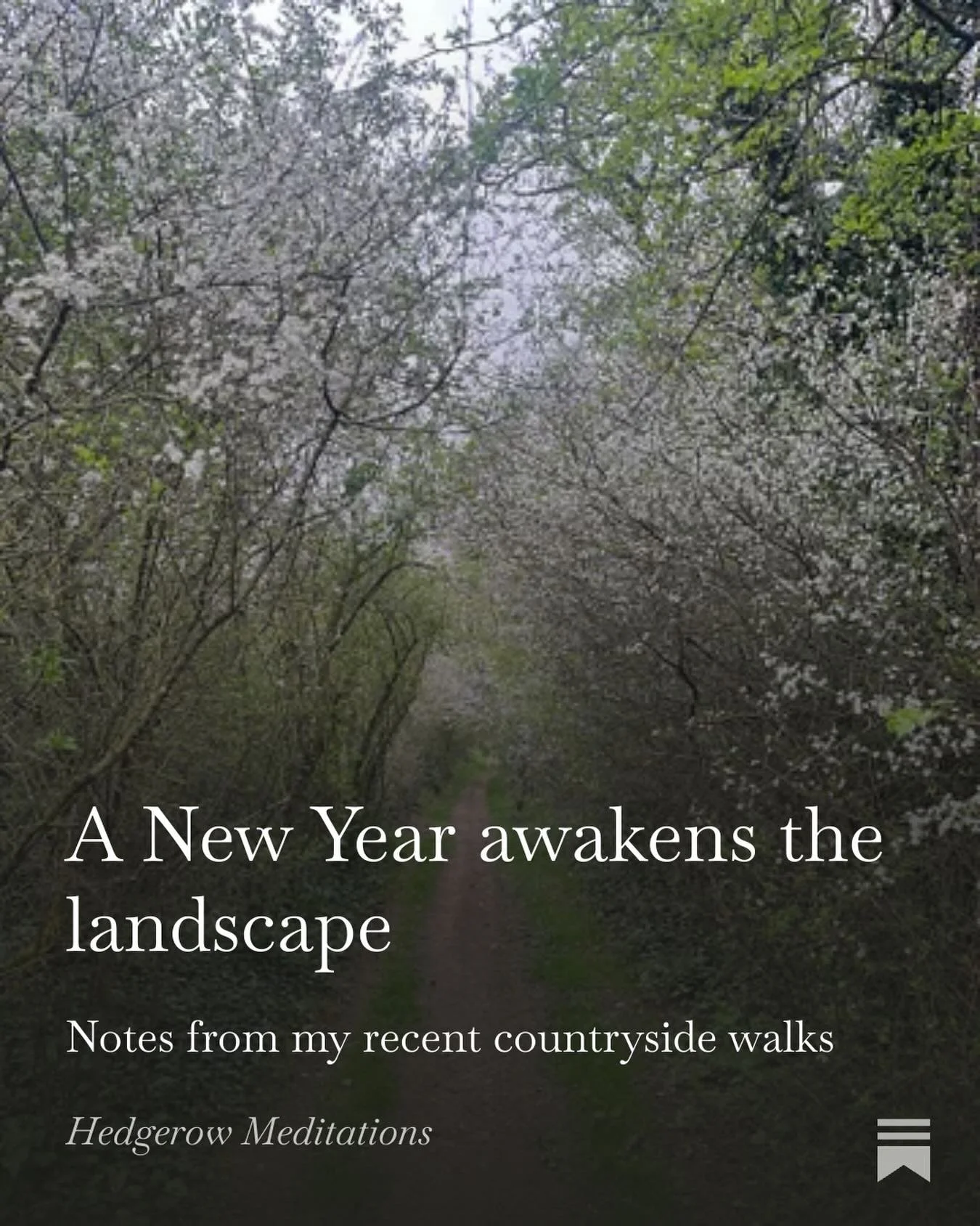🌸 After a long hiatus - the creative urge to write, make and share with my community again - has reawakened. 

Please join me over on Substack for my gift to you ~ &lsquo;Hedgerow Meditations&rsquo;. I invite you along with me as I reflect on my wal