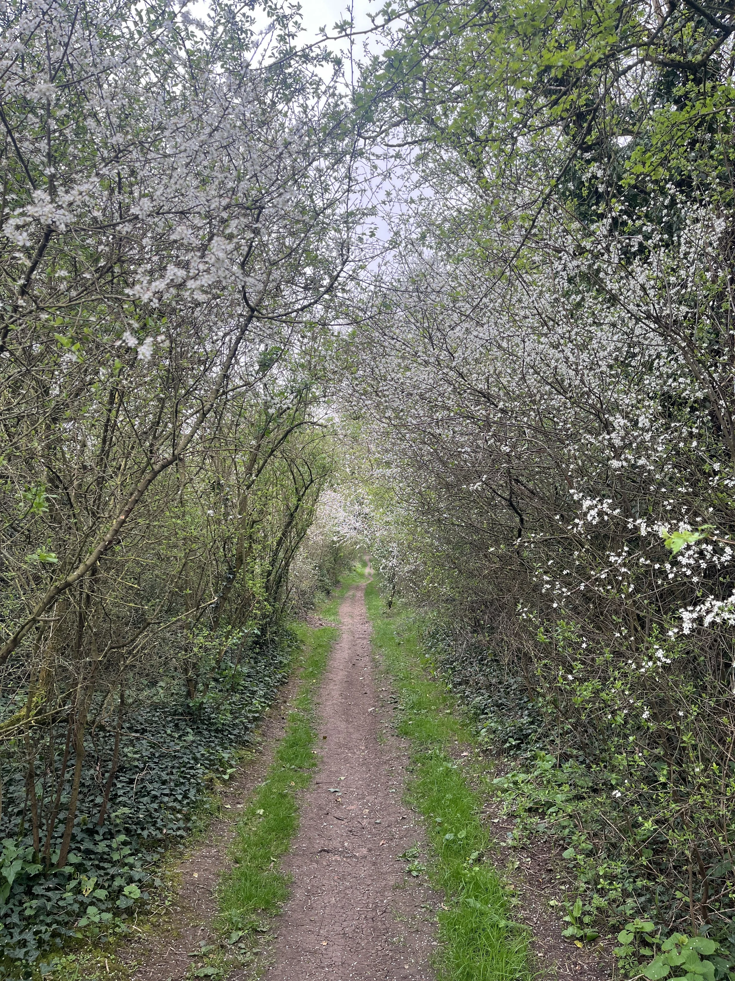 A_selection_of_springtime_countryside_magic_(1_of_4).jpg