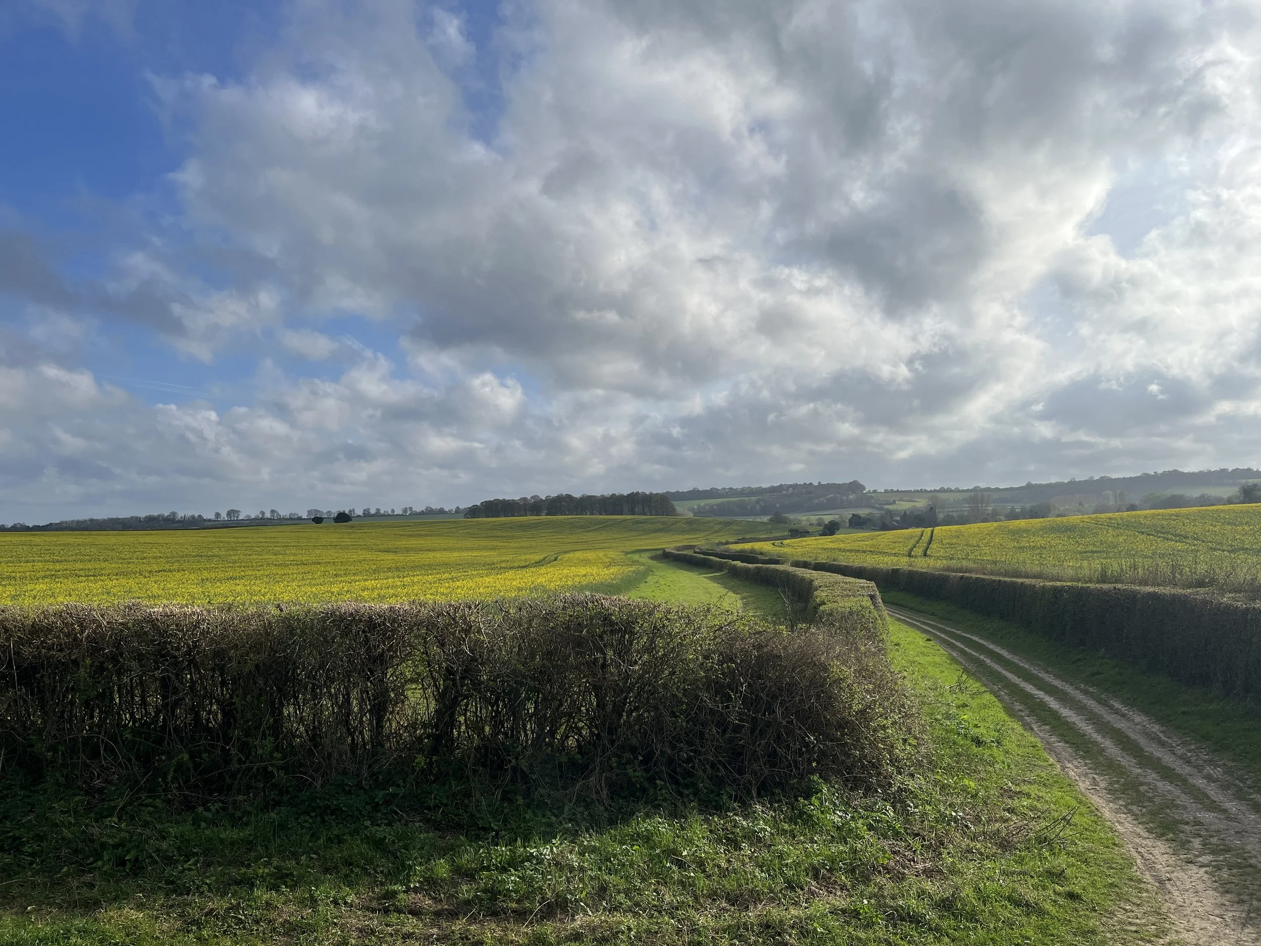 A_selection_of_springtime_countryside_magic_(2_of_4).jpg