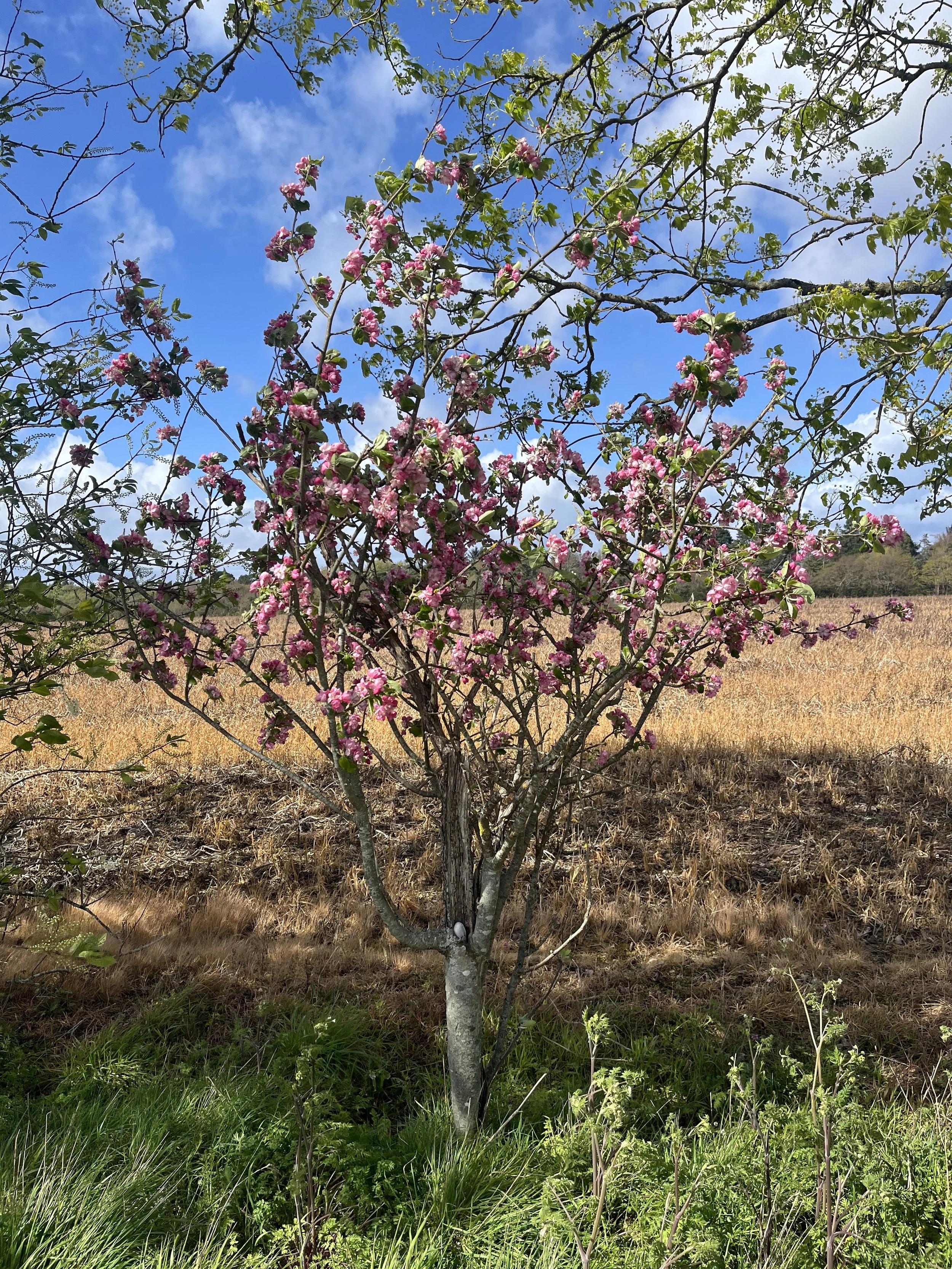 A_selection_of_springtime_countryside_magic_(3_of_4).jpg