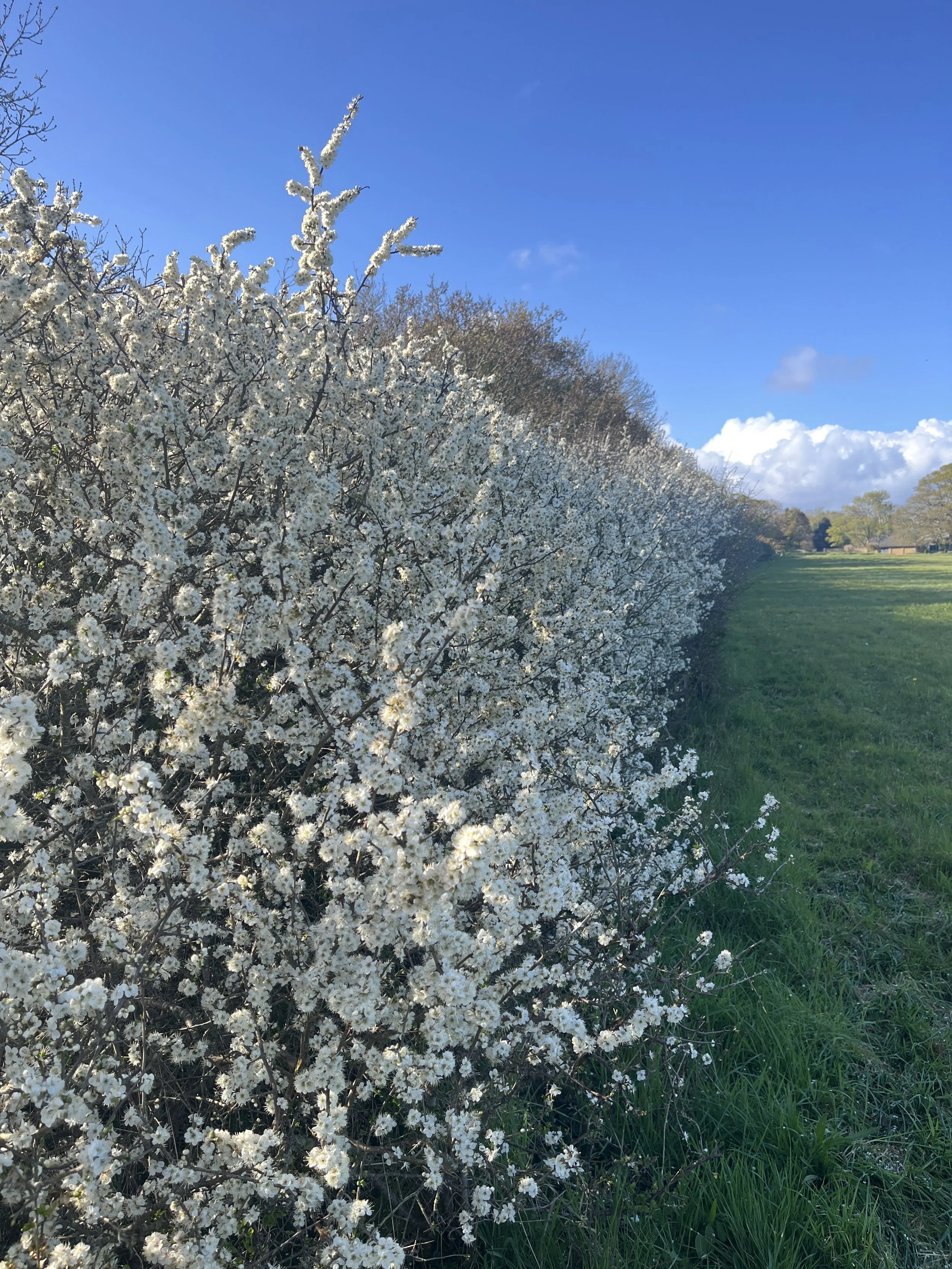 A_selection_of_springtime_countryside_magic_(4_of_4).jpg