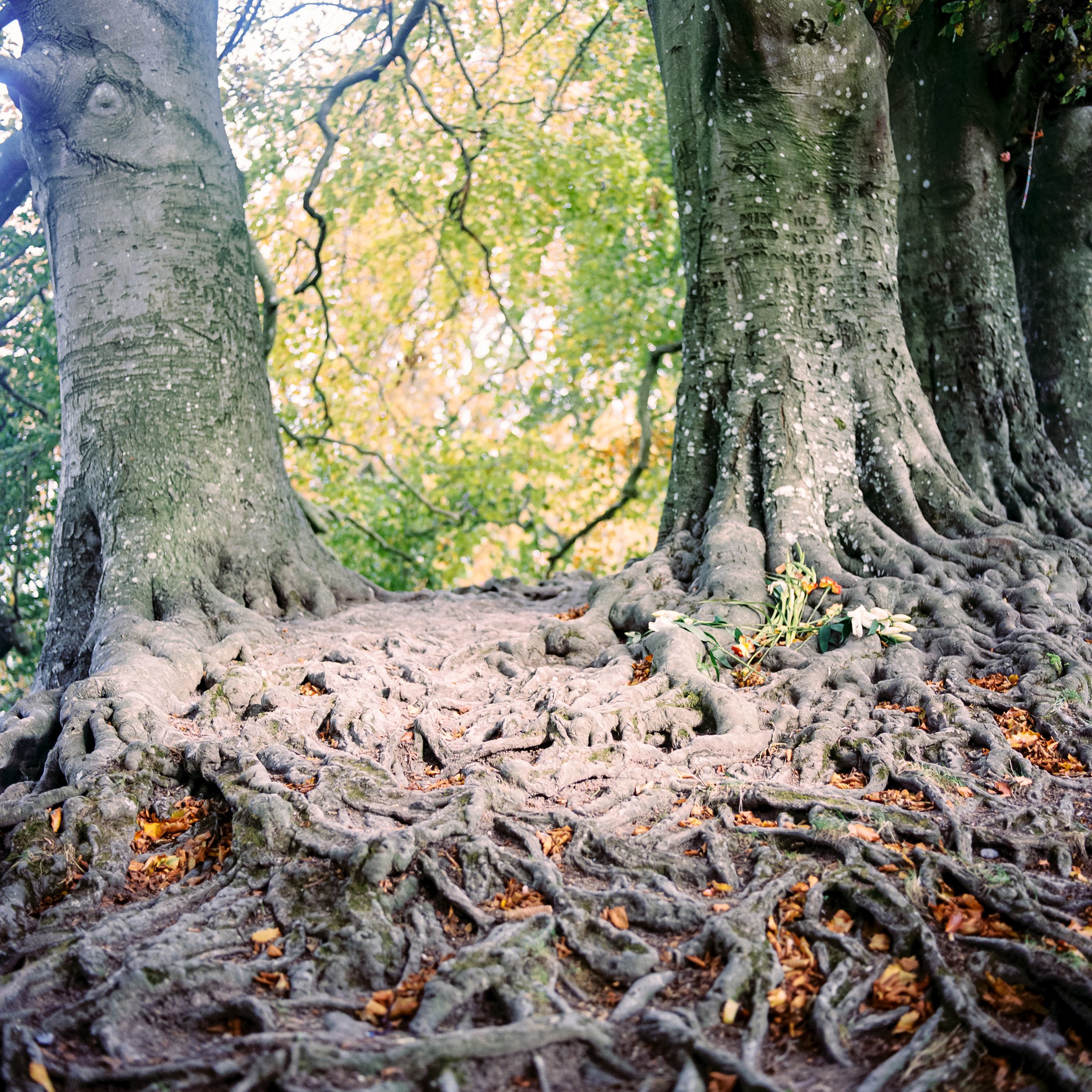 Beech roots at Avebury
