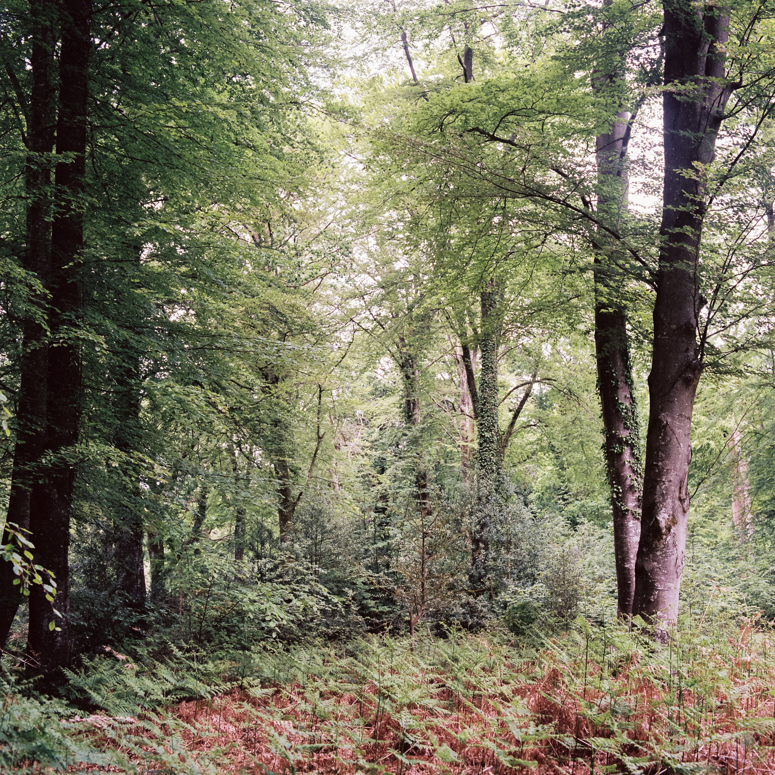 trees2.jpg