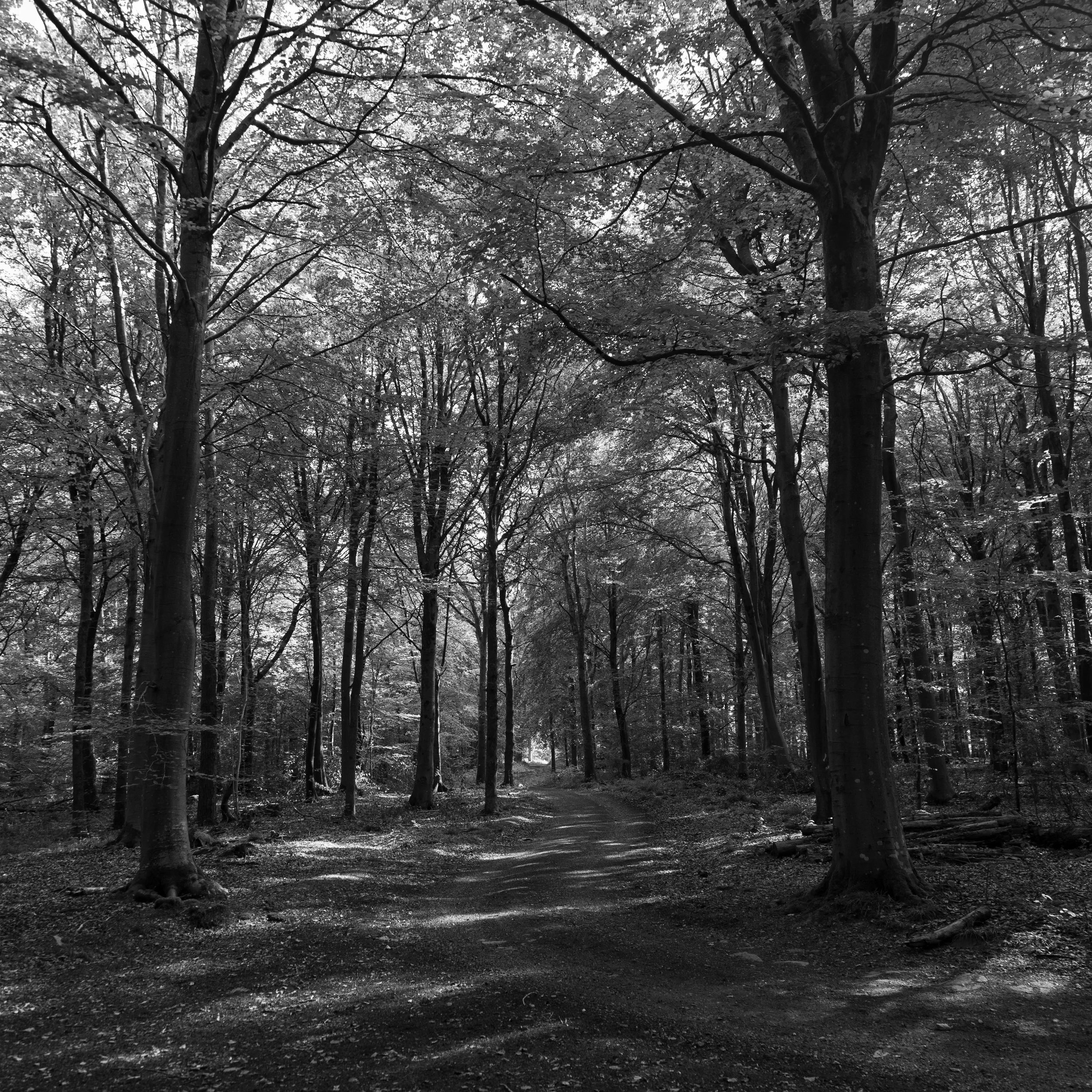path+through+woods.jpg
