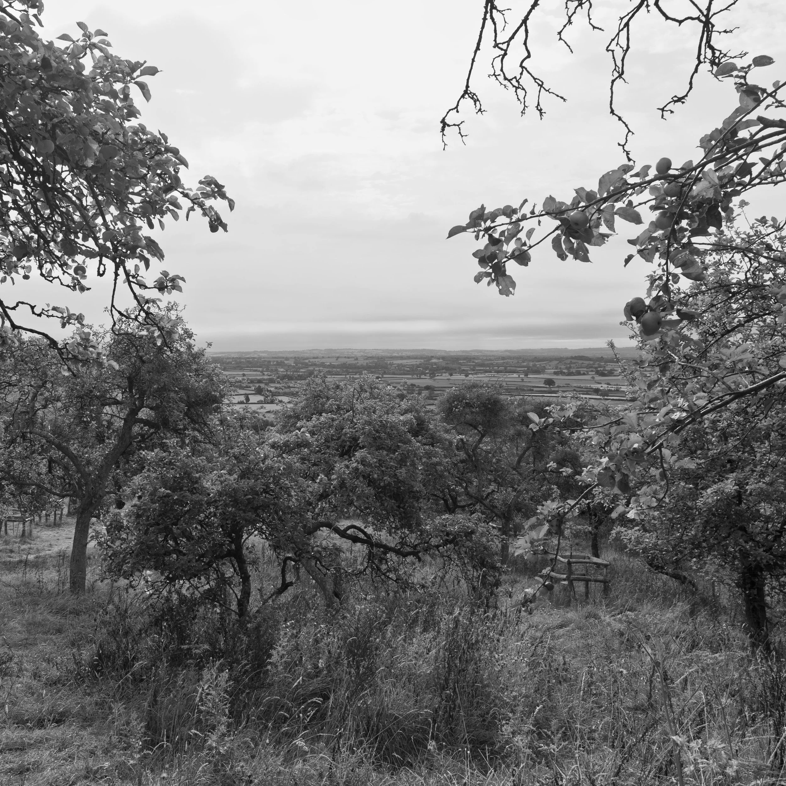 glastonbury+orchard.jpg