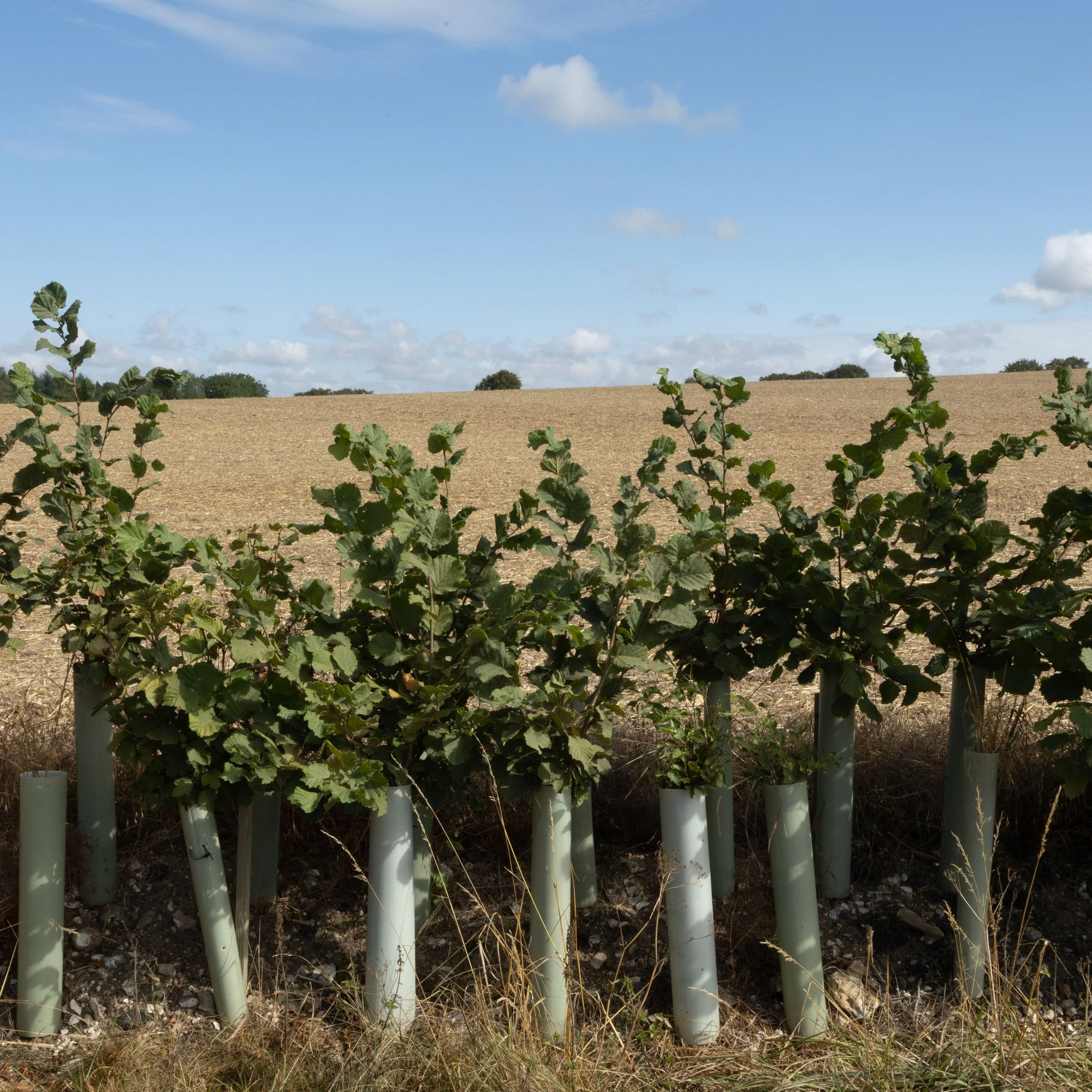 new+hedgerow.jpg