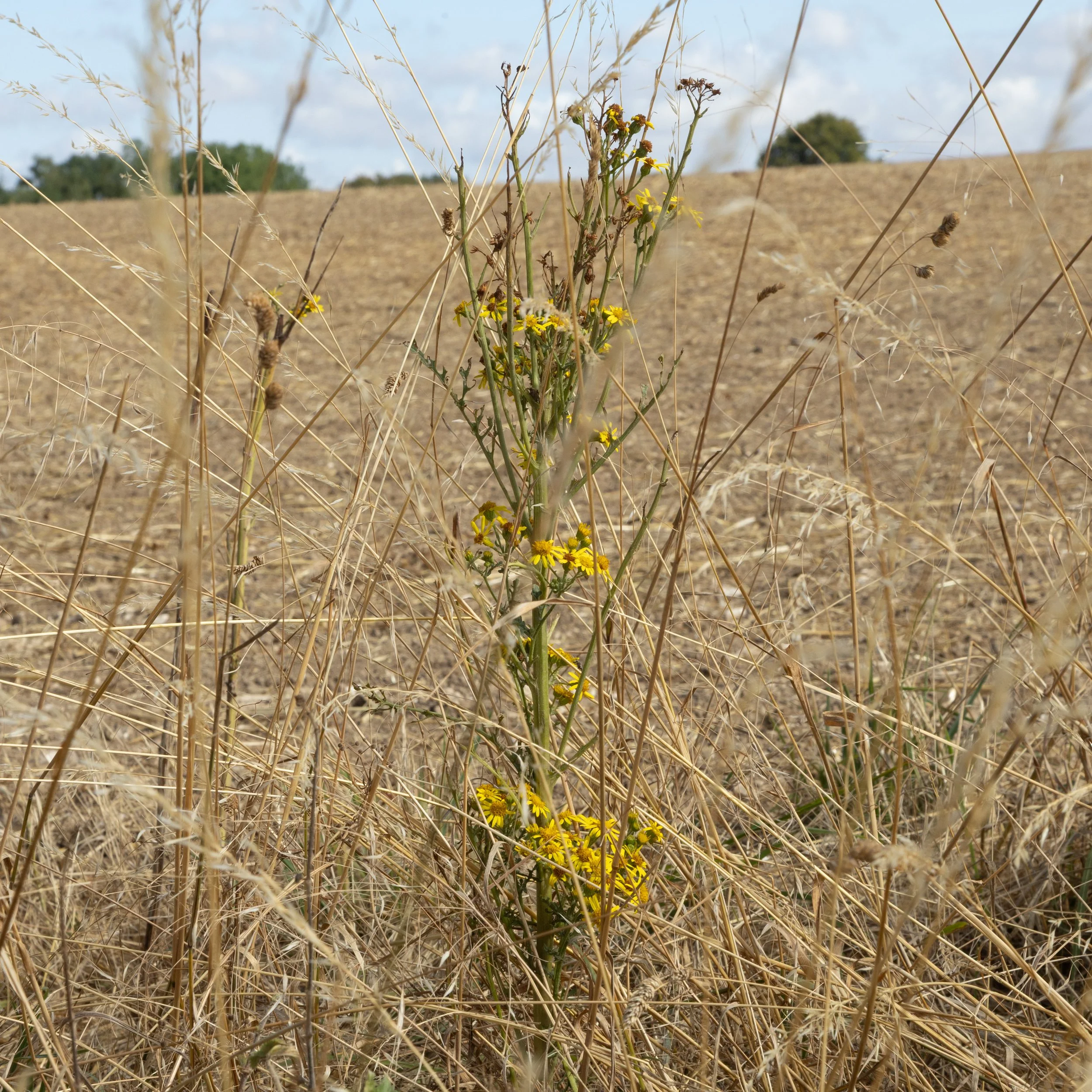 bouquet inthe field.jpg