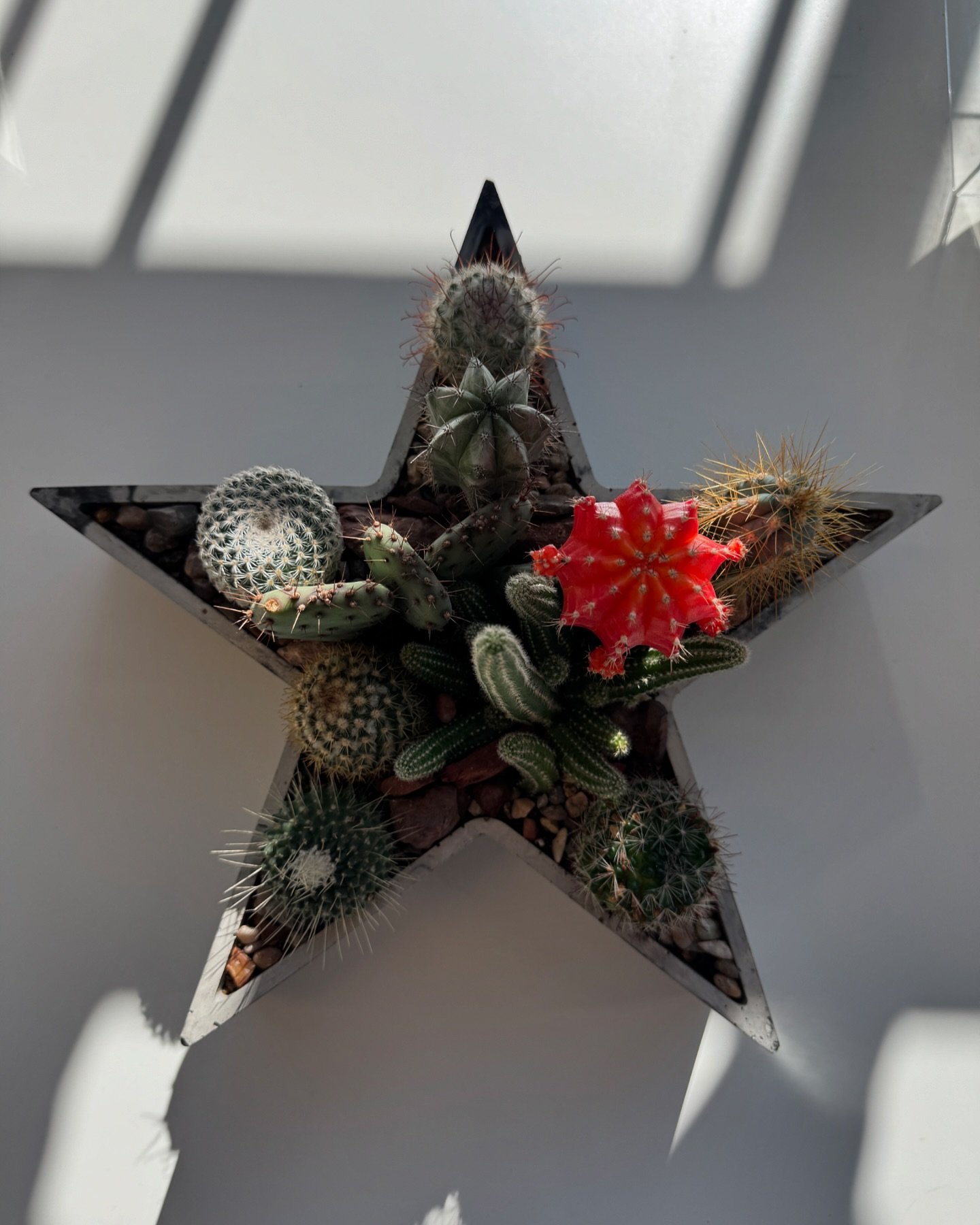 ✨ Sneak peek of The Star Planter ✨
 Launching online in three colorways on 11.29 ⭐️

In the meantime, this beautiful arrangement by @energygardens is available now at @mkt.stores in Lower Greenville. 🌵👌🏾

#thestar#plantstyle#homedecor#dc4l#dallast