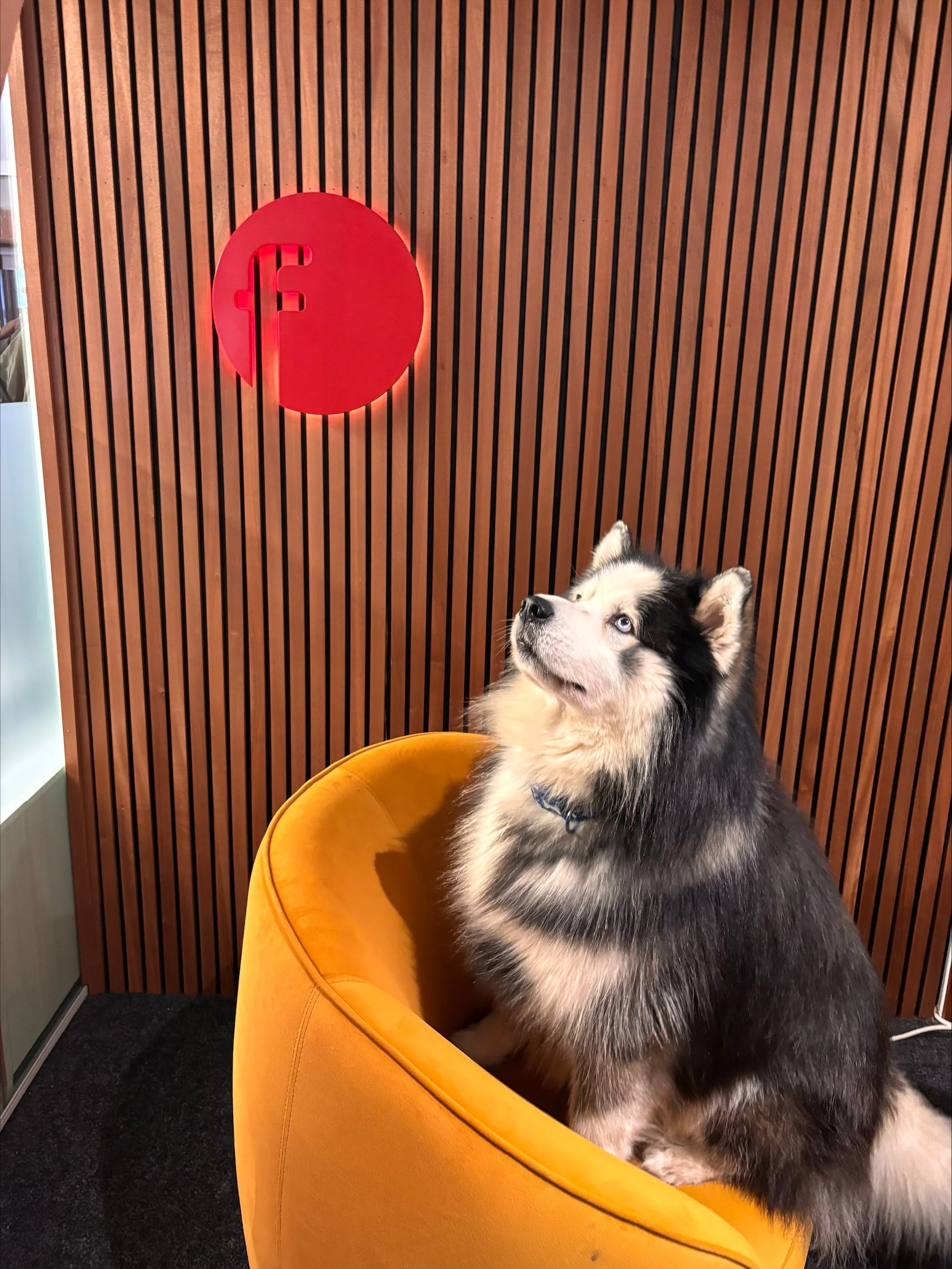 Fineline architectural design mascot Malamute Blue