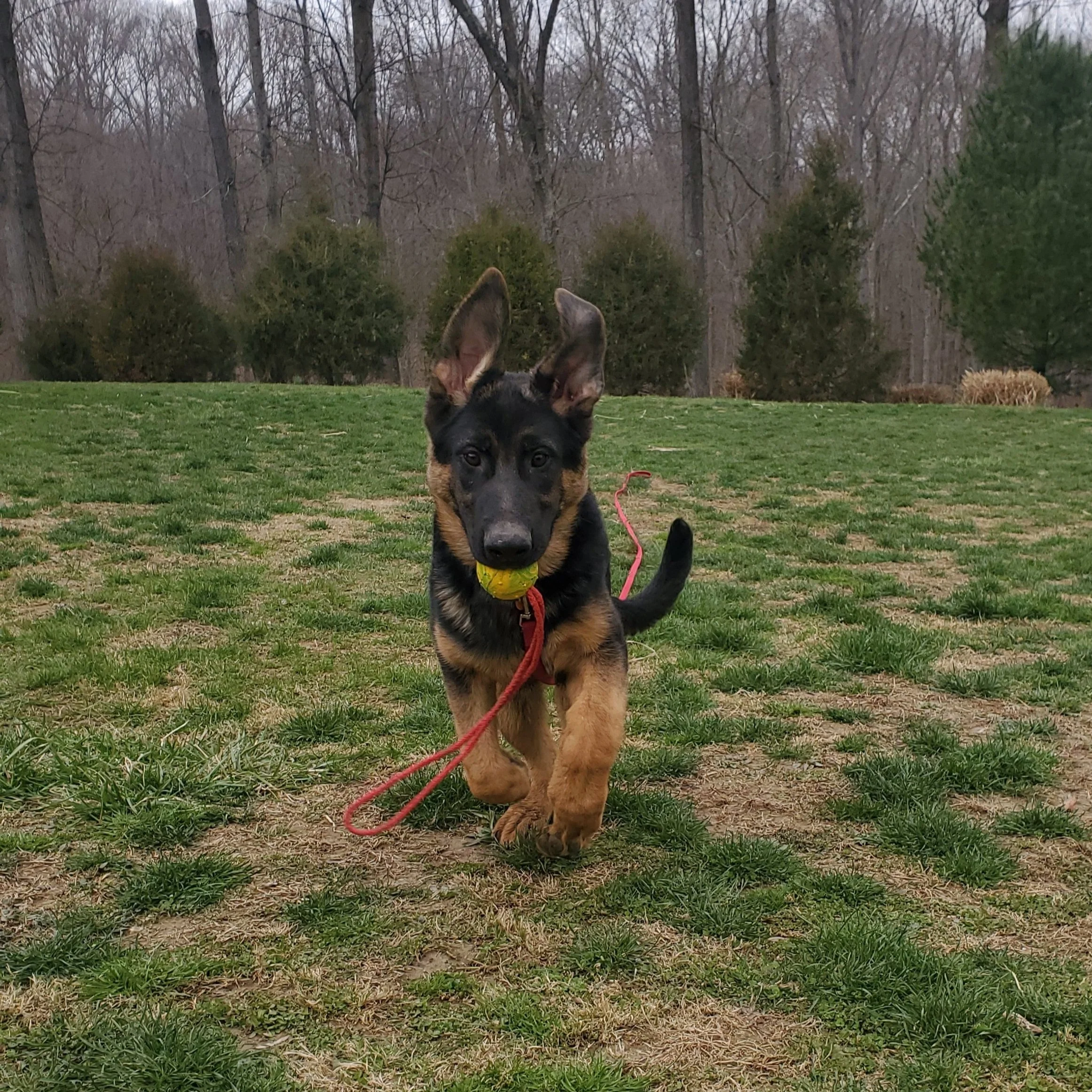 Northern Indiana Dog Training northern-indiana-dog-training