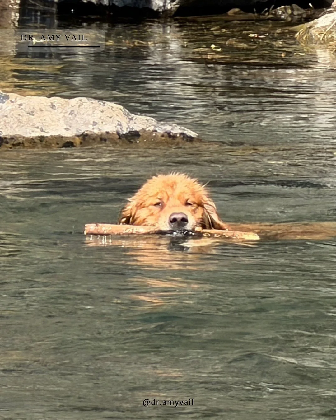 Gratitude is often found in quiet moments, like watching Baffin swim in the Truckee River. 🌊
Moments like this remind me to pause, appreciate, and notice the simple joys that bring peace to my day. 
#gratitude #grateful #mindfulness #positivevibes