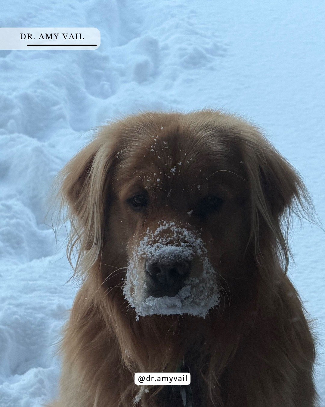 Baffin loves the snow and having a sugar face. ❄️🐾

Like Baffin, own your truth, and honor the gift of aging. Have empathy for yourself and be present to the experience of being alive. Dip your face in the snow. 💙

#mentalhealth #mentalhealthawaren