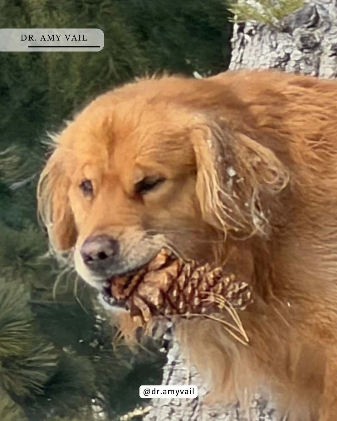 Baffin has been collecting pinecones.  Maybe this means we will get some snow!  Enjoy your weekend! 💙

#DogLife #WeekendVibes #DogMomLife #WinterIsComing #MindfulMoments #naturelovers