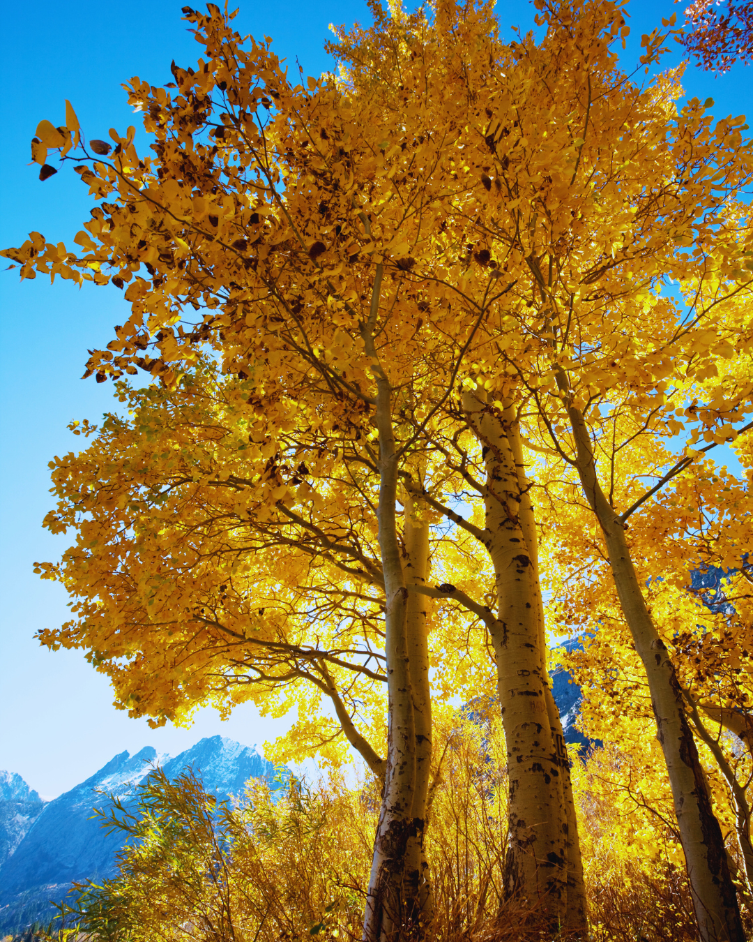 Making Sense of Emotional Fatigue: A Compassionate Look at Overwhelm