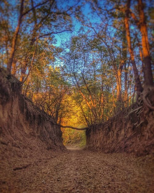 Loess Hills Field Guide — Rural Revival