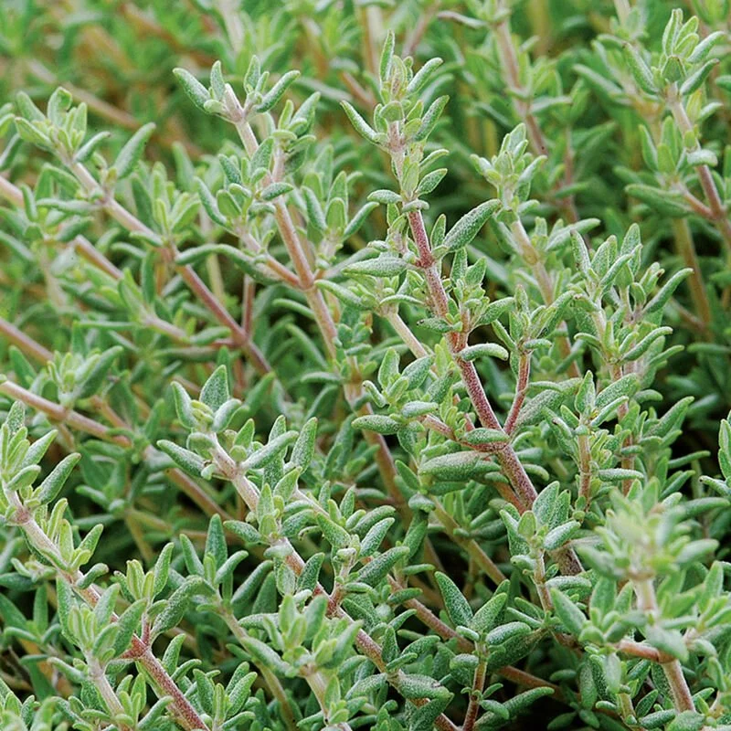 orange thyme plant image.jpg