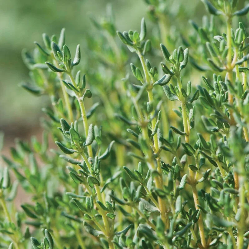 german thyme plant image.jpg