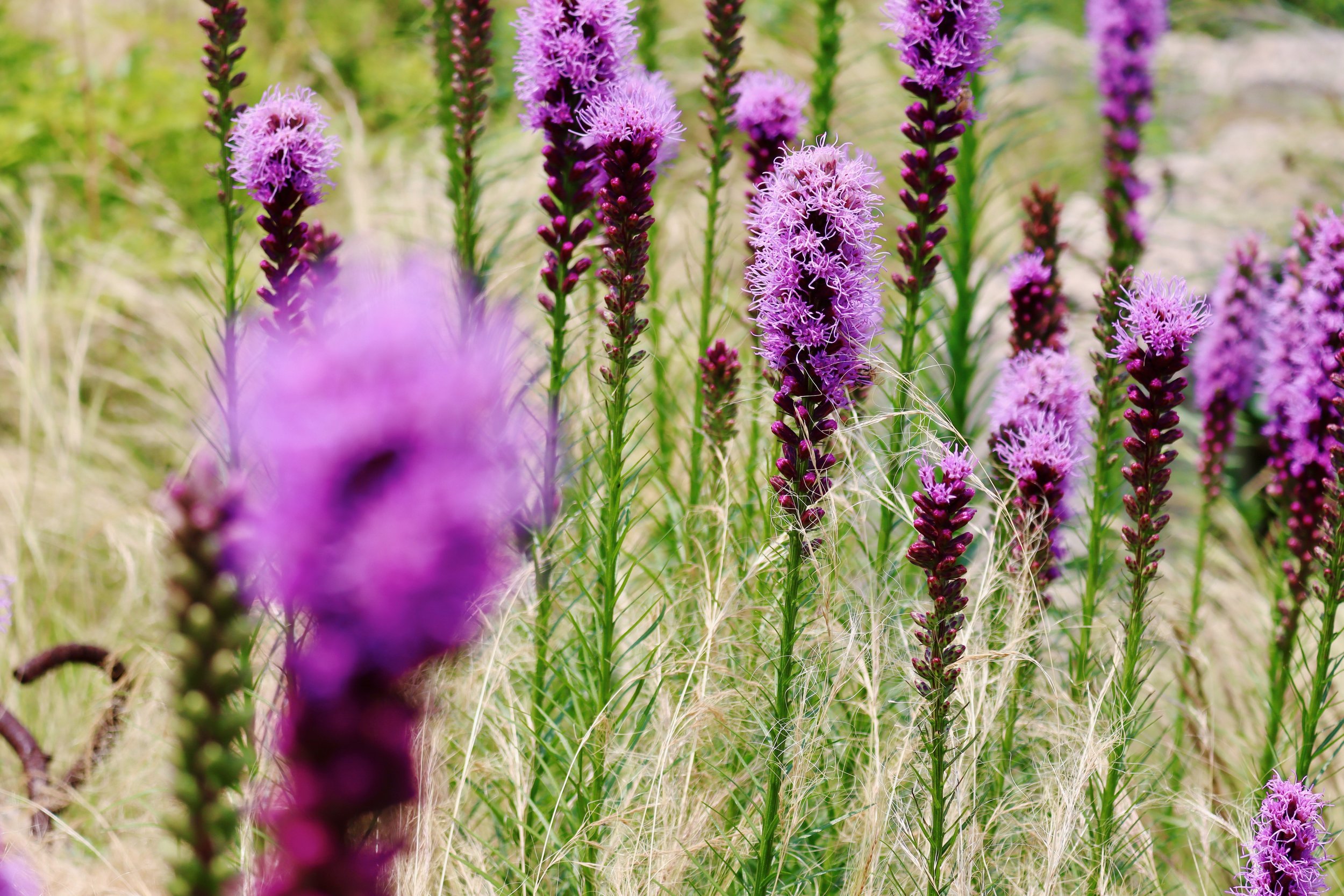 Blazing Star, Dense