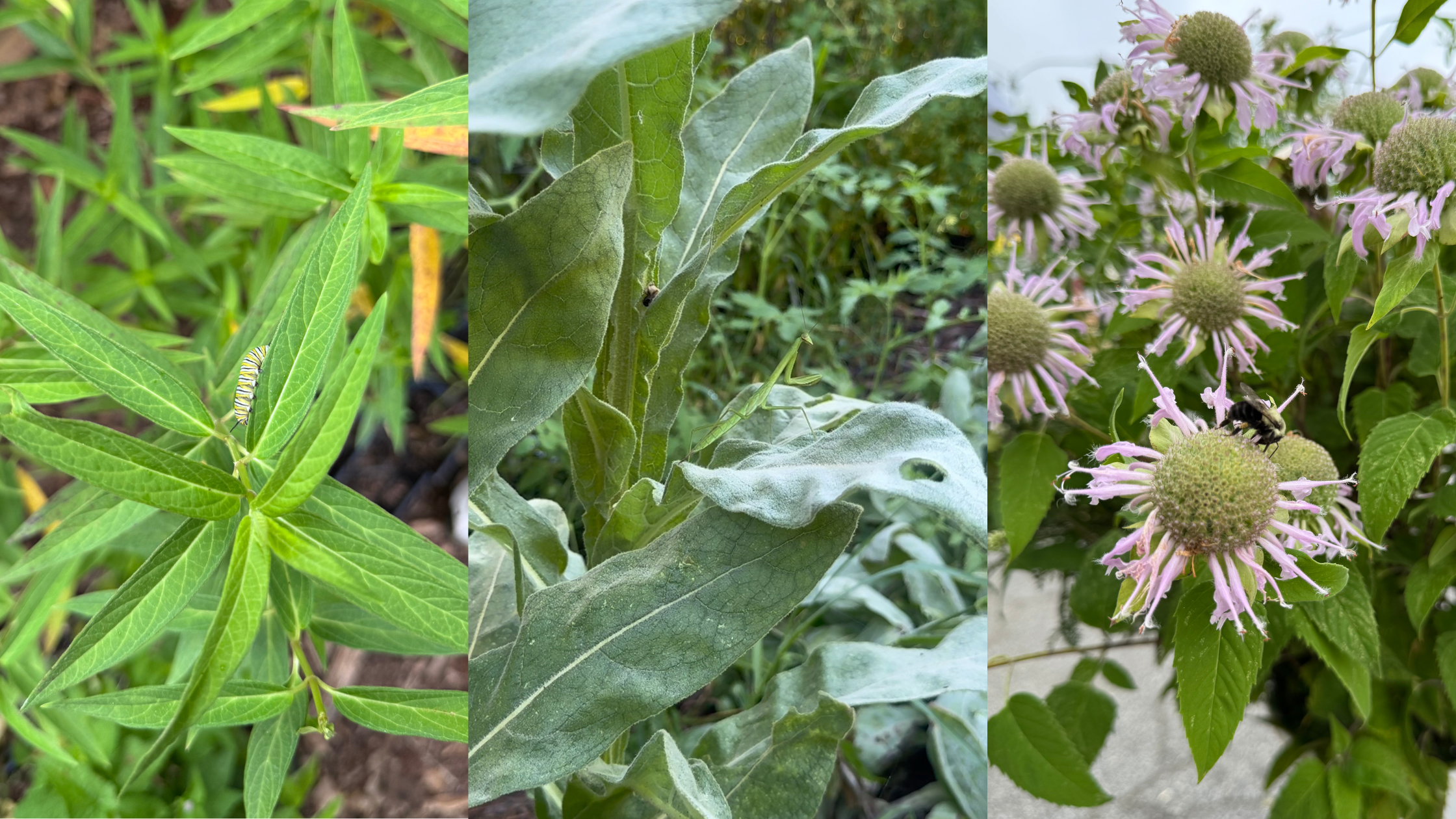 From Soil to Sky: How Plant Diversity Builds a Backyard Ecosystem