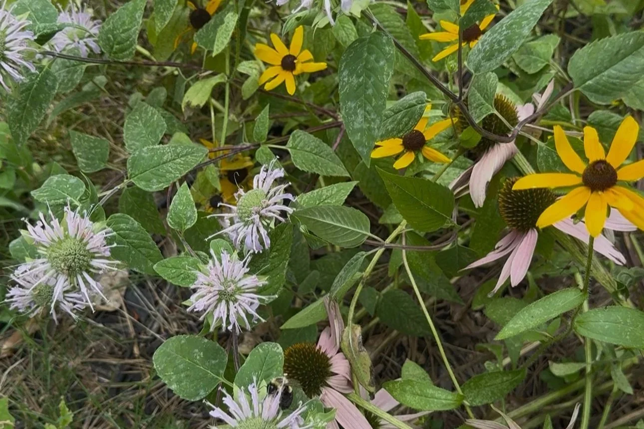 From Heat to Healing: How to Get Your Medicinal &amp; Native Garden Ready for Fall