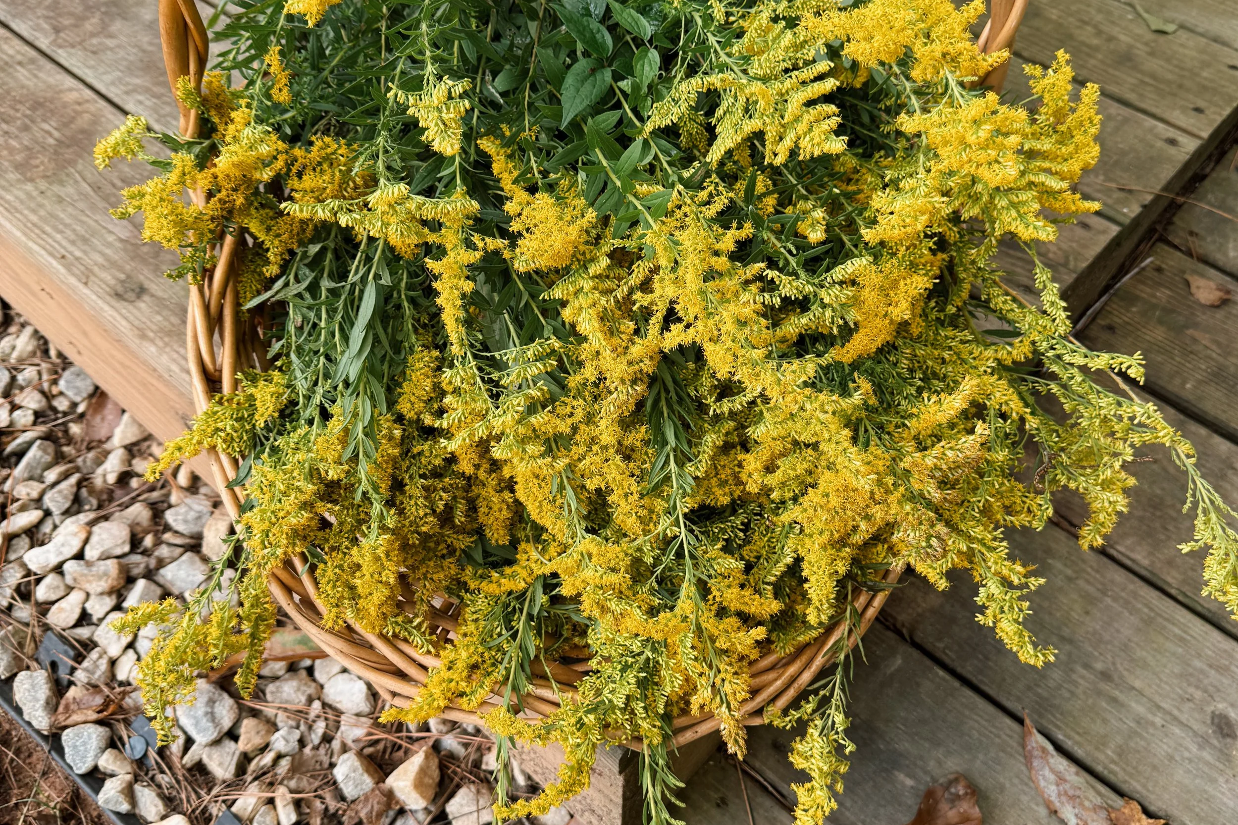 Goldenrod Glory: Celebrating a Misunderstood Native Hero