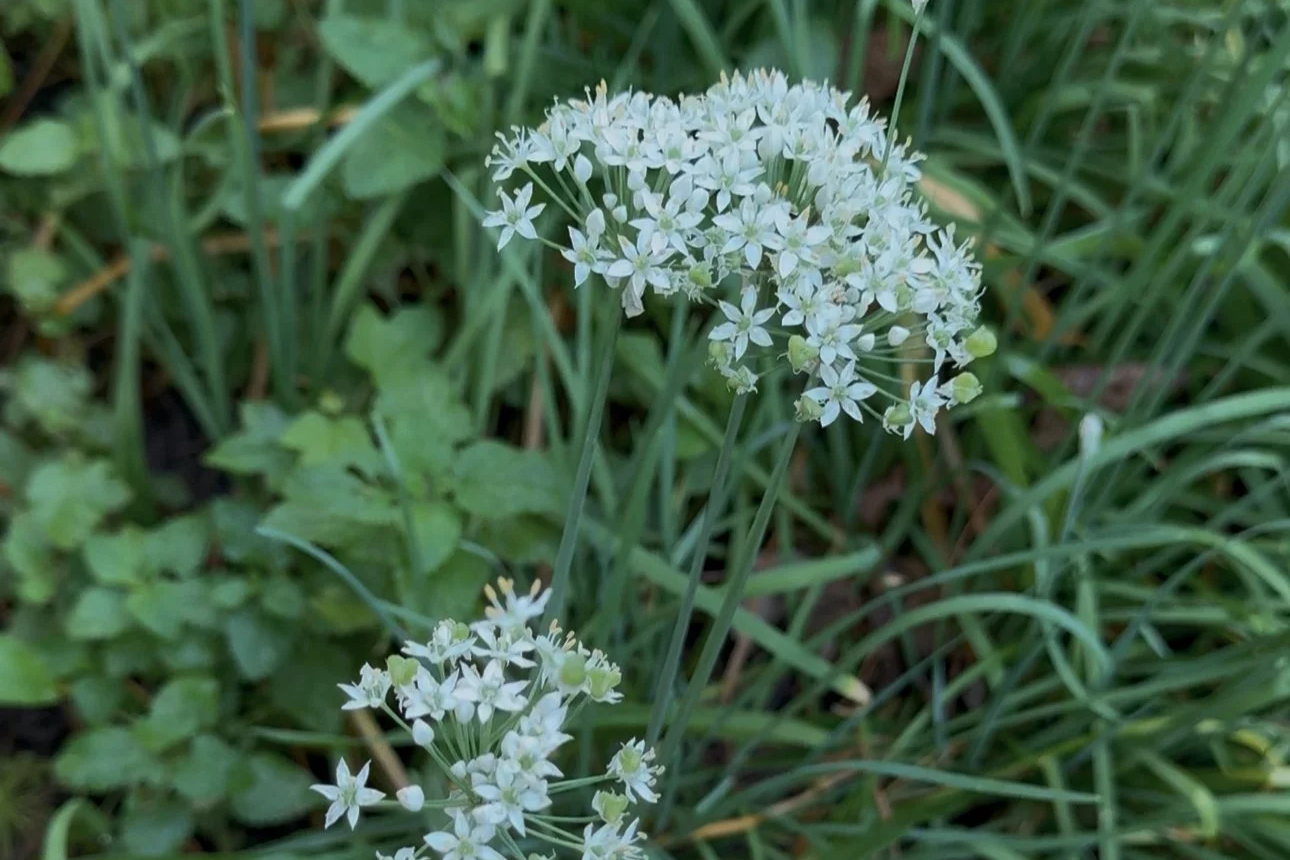 Fall into Wellness: 5 Medicinal Herbs to Plant Now in Georgia