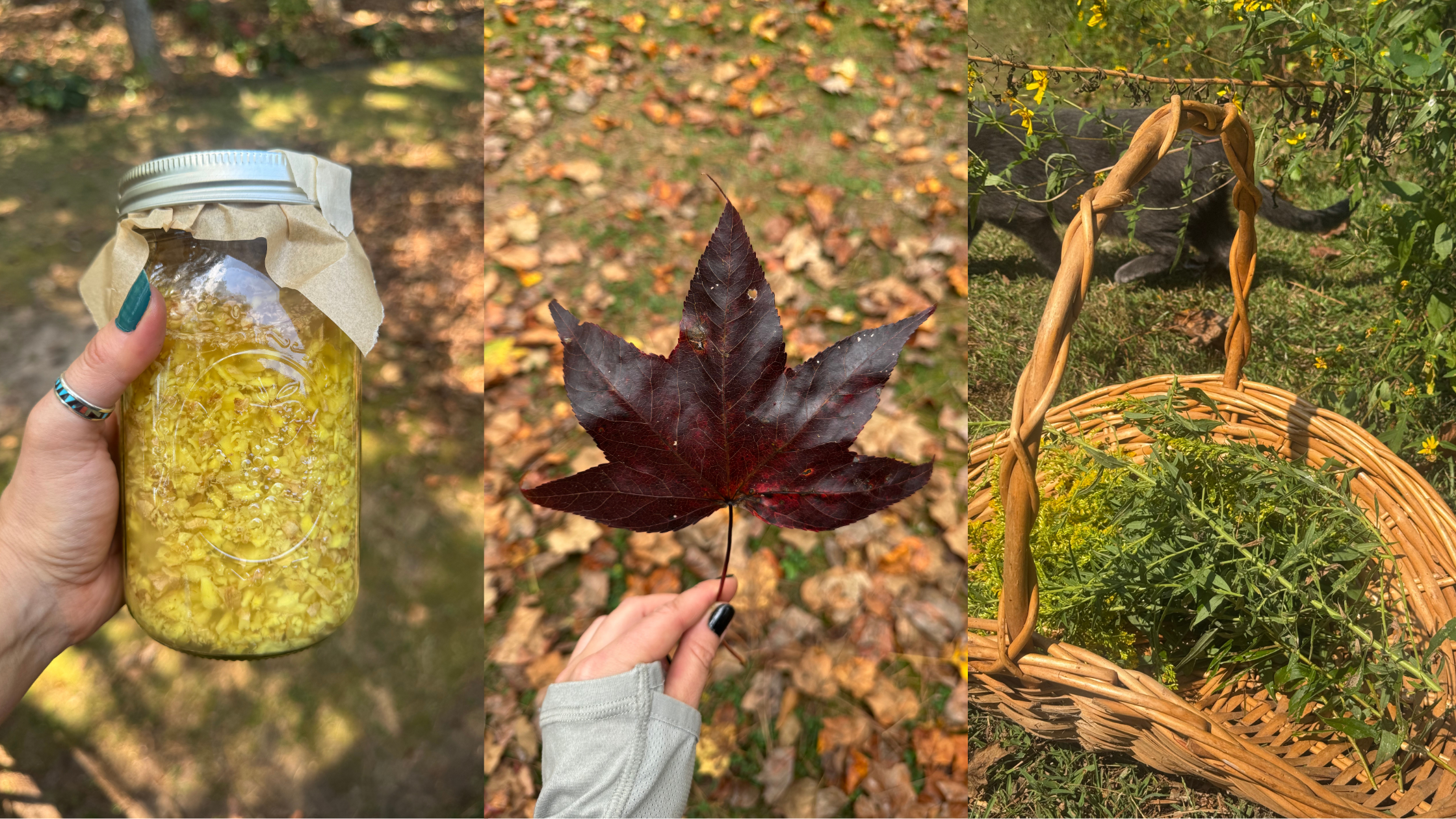 Winter Wellness Starts in the Fall: Building Your Herbal Toolbelt for Immune Support