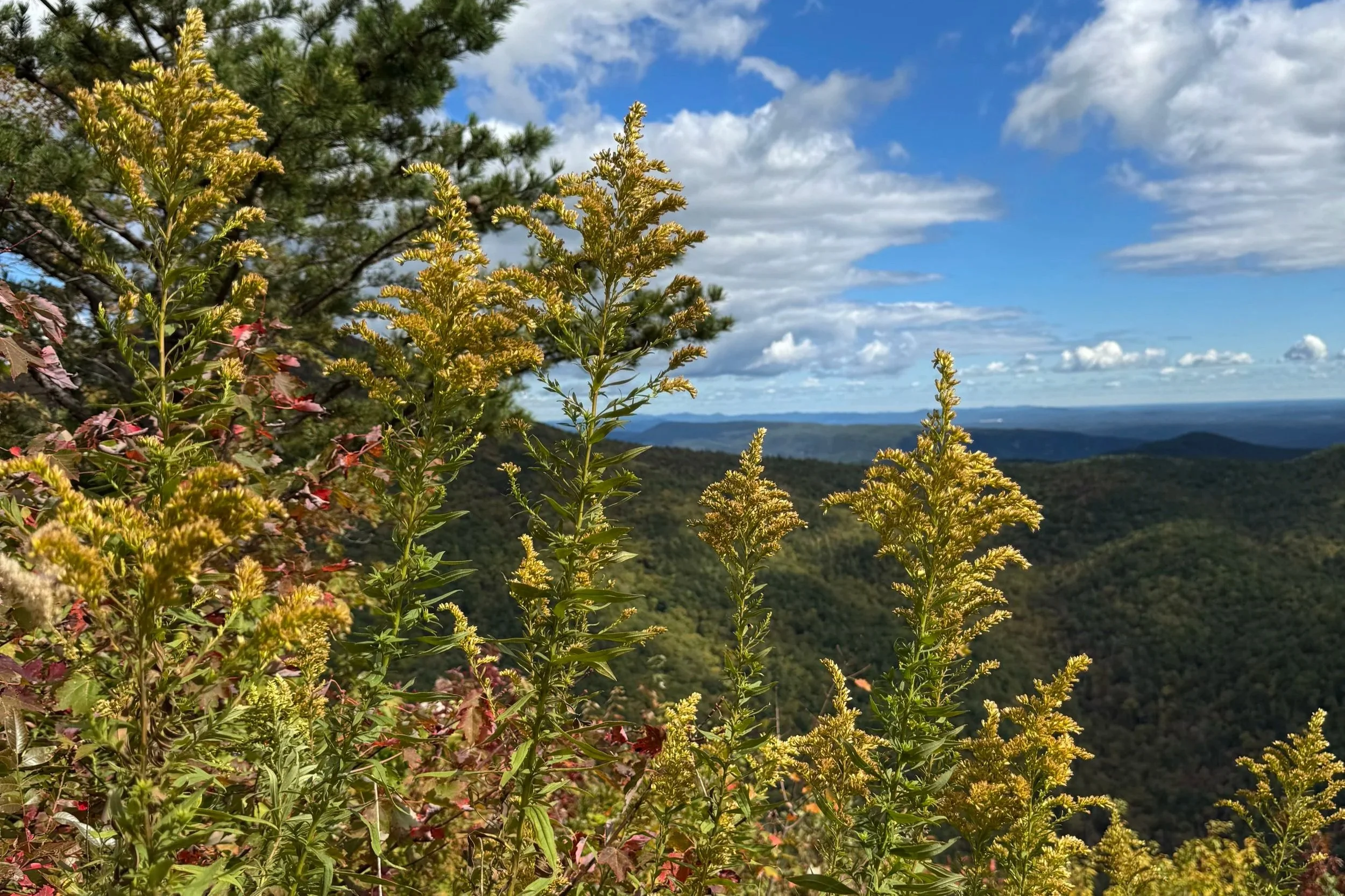 Wellness in the Wild: Why We Go Outside to Come Back to Ourselves