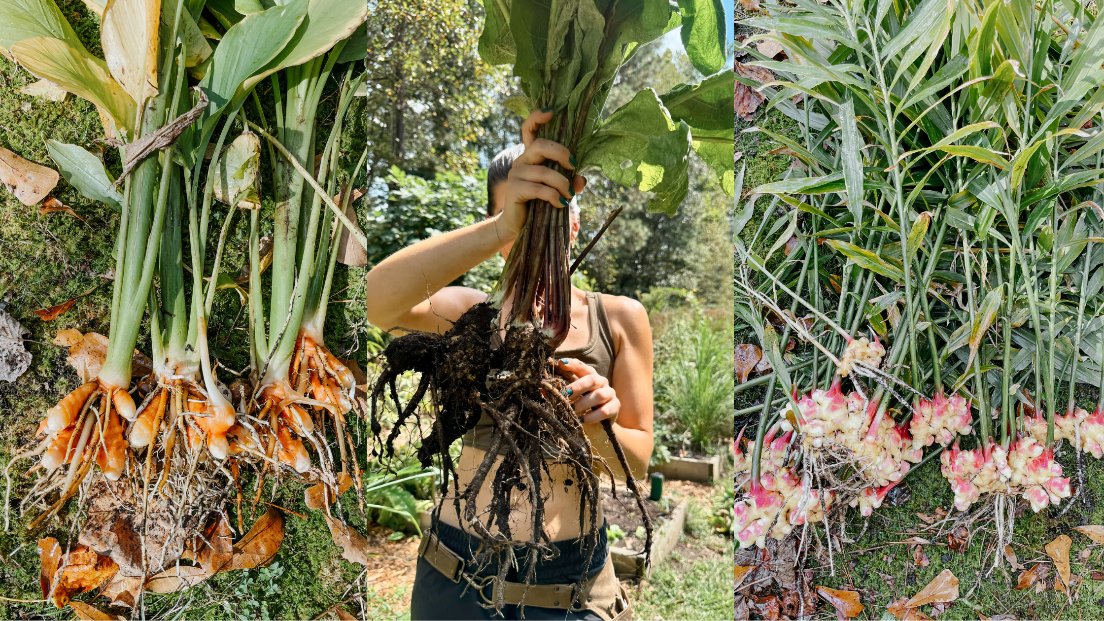 Rooted in the Season: Why We Harvest Medicinal Roots in Fall