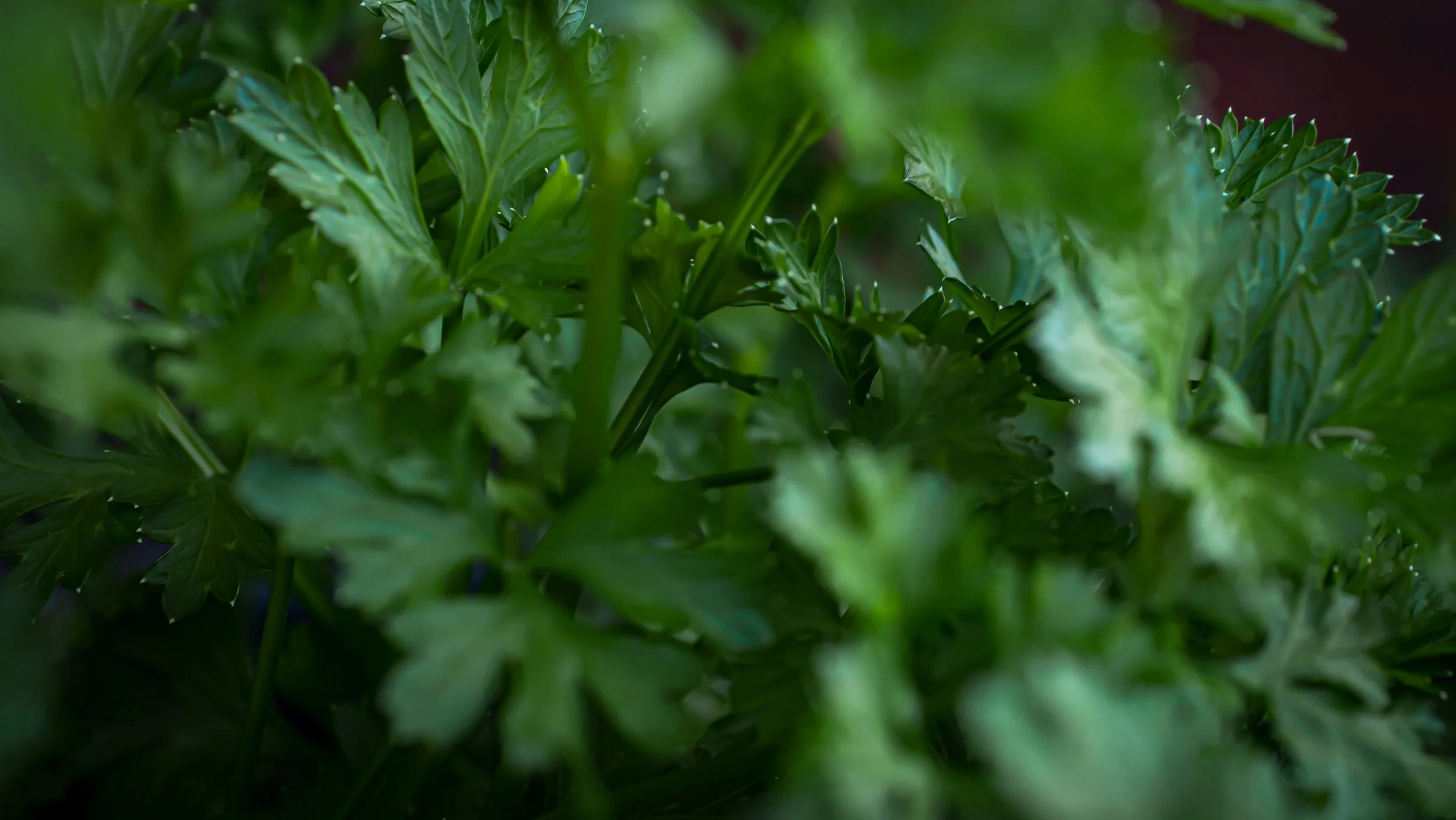 How Growing Culinary Herbs at Home Elevates Your Holiday Cooking