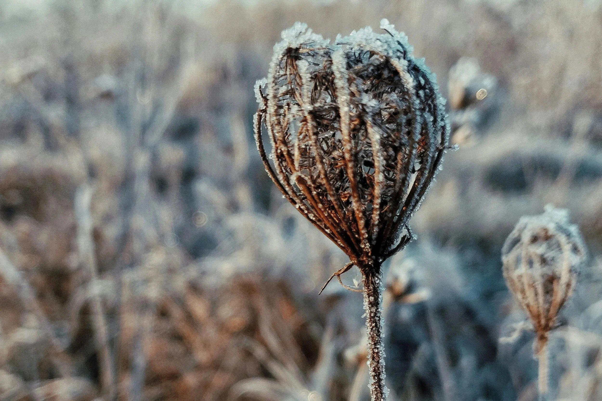 The Medicine Is in the Pause: Why Winter Rest Is Essential for Plants, People, and the Planet