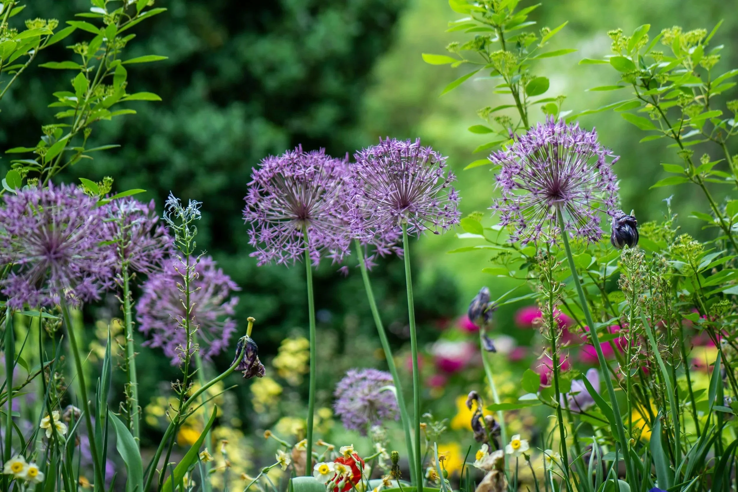 Hardiness Zones vs. Heat Zones: What Georgia Gardeners Need to Know This Spring 