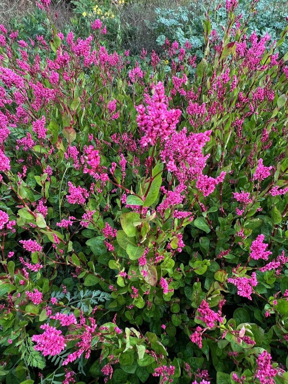 Indigo Japanese Pink Plant.jpg