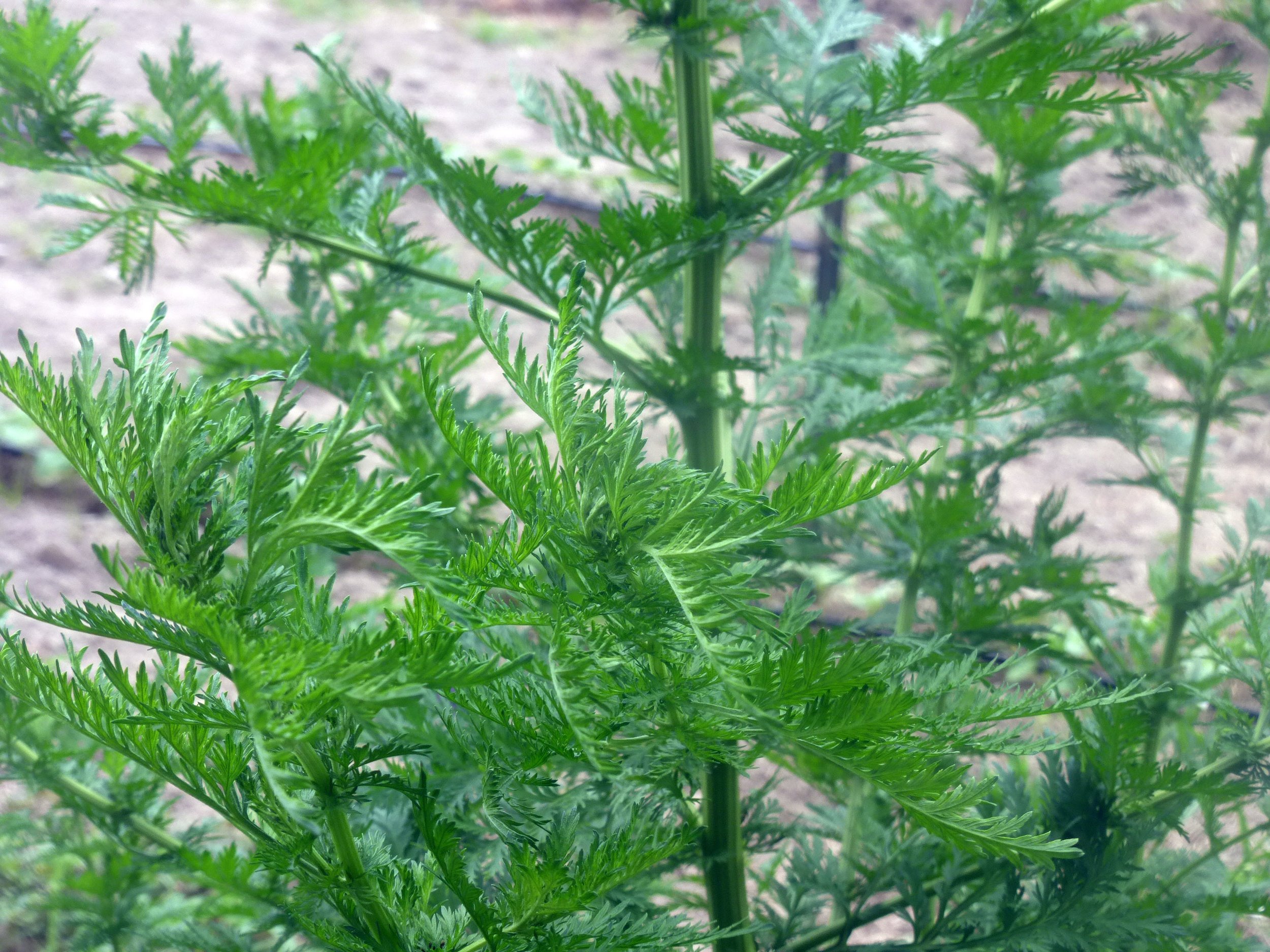 Wormwood, Sweet