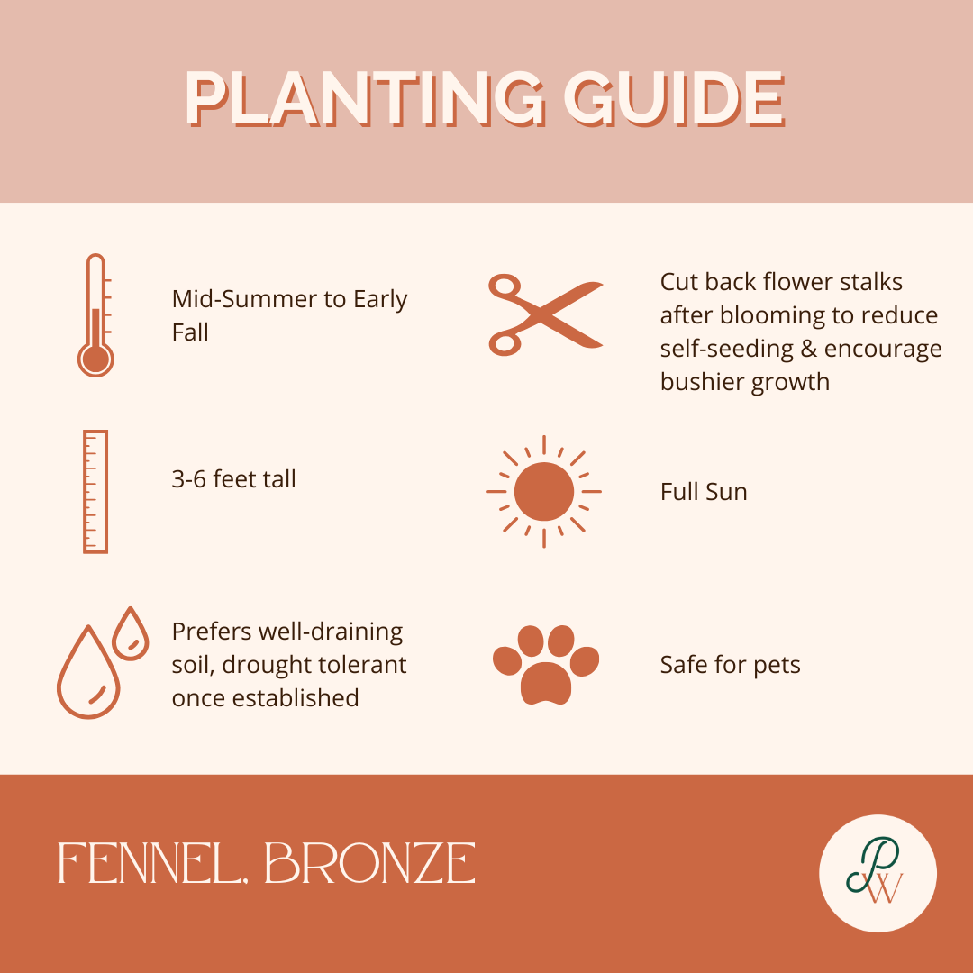 fennel-bronze-planting-guide-image
