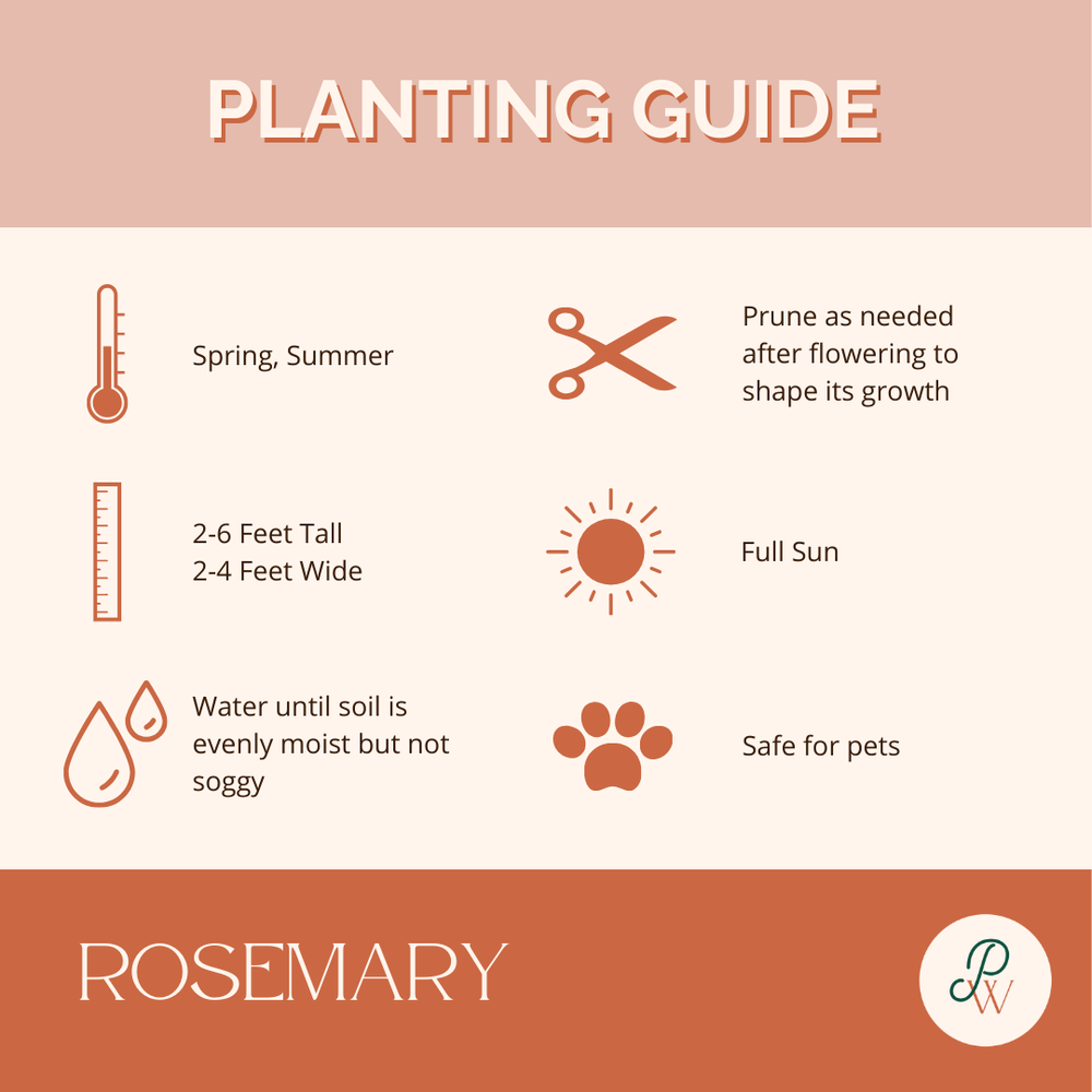 Rosemary Planting Guide — Planted Wellness Co.