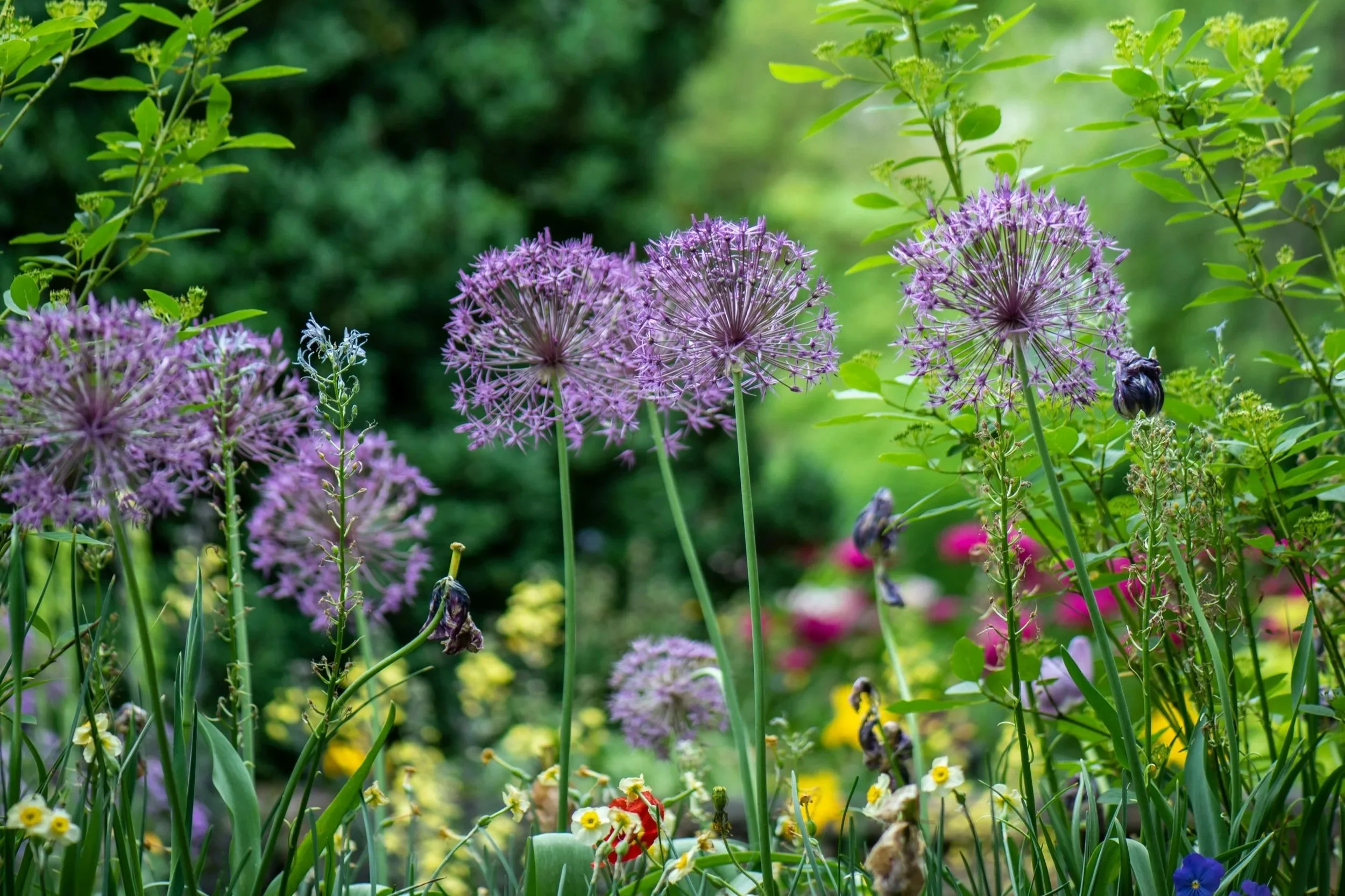 spring-gardening-blog-image