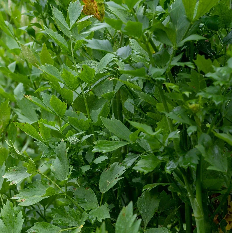 lovage plant image.webp