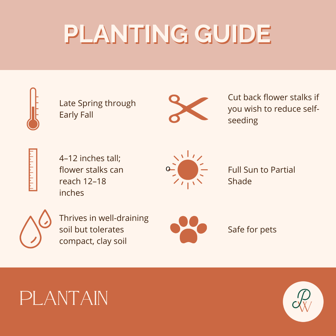 plantain-planting-guide-image