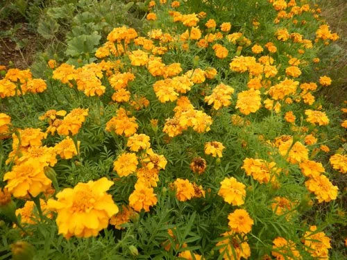 marigold-african-tururu