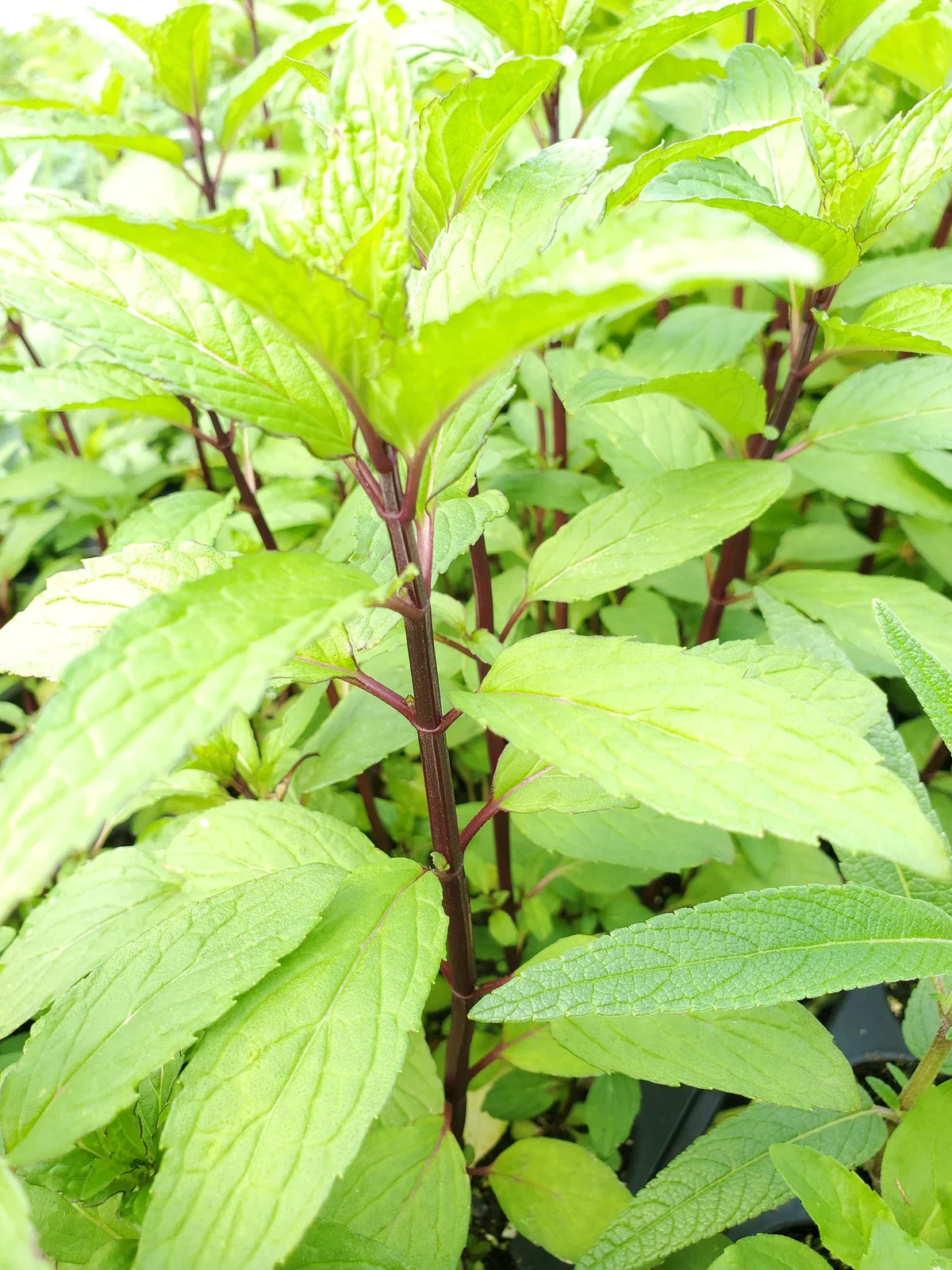 thai mint plant.webp