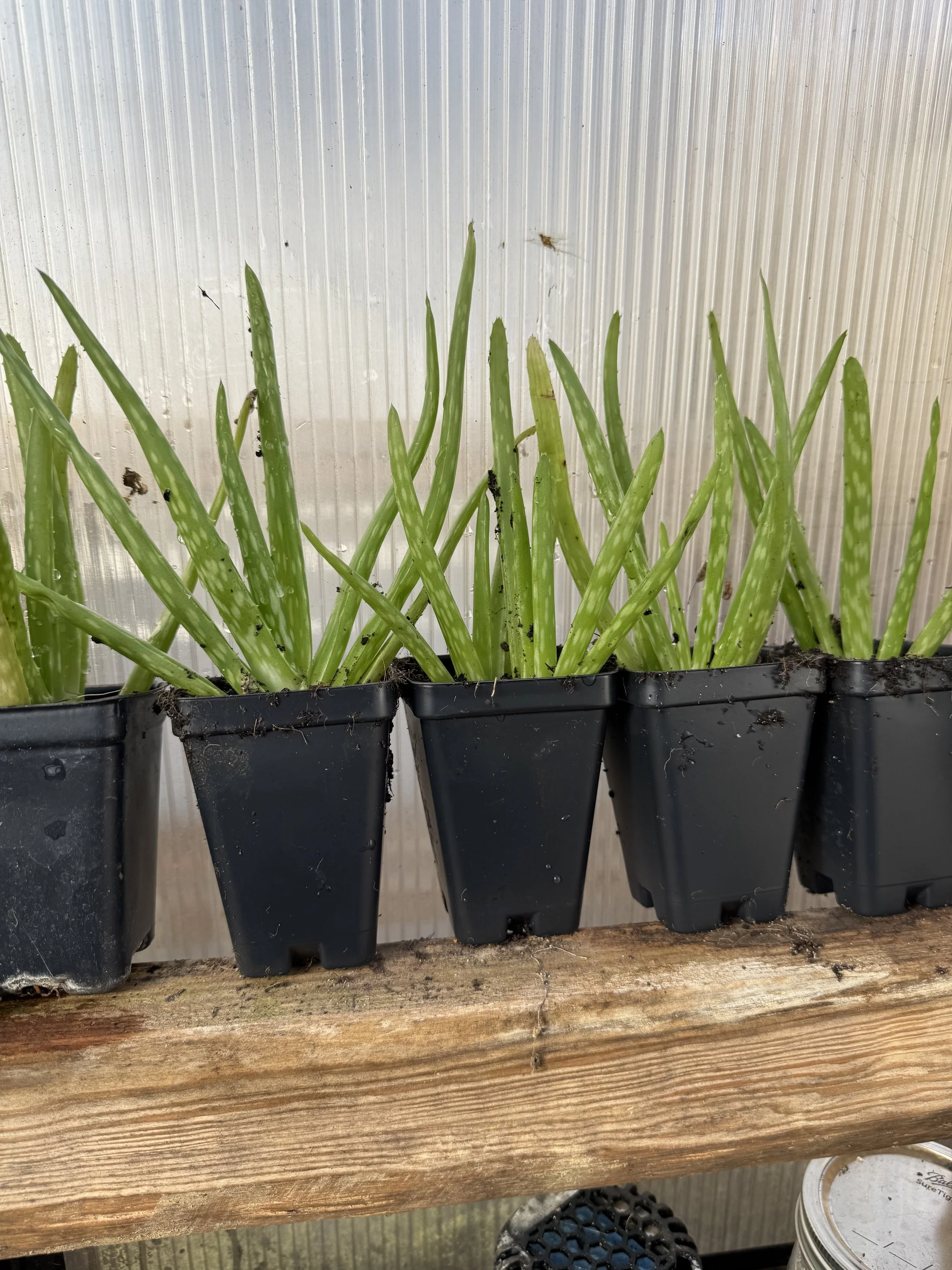 aloe-planting-guide-image