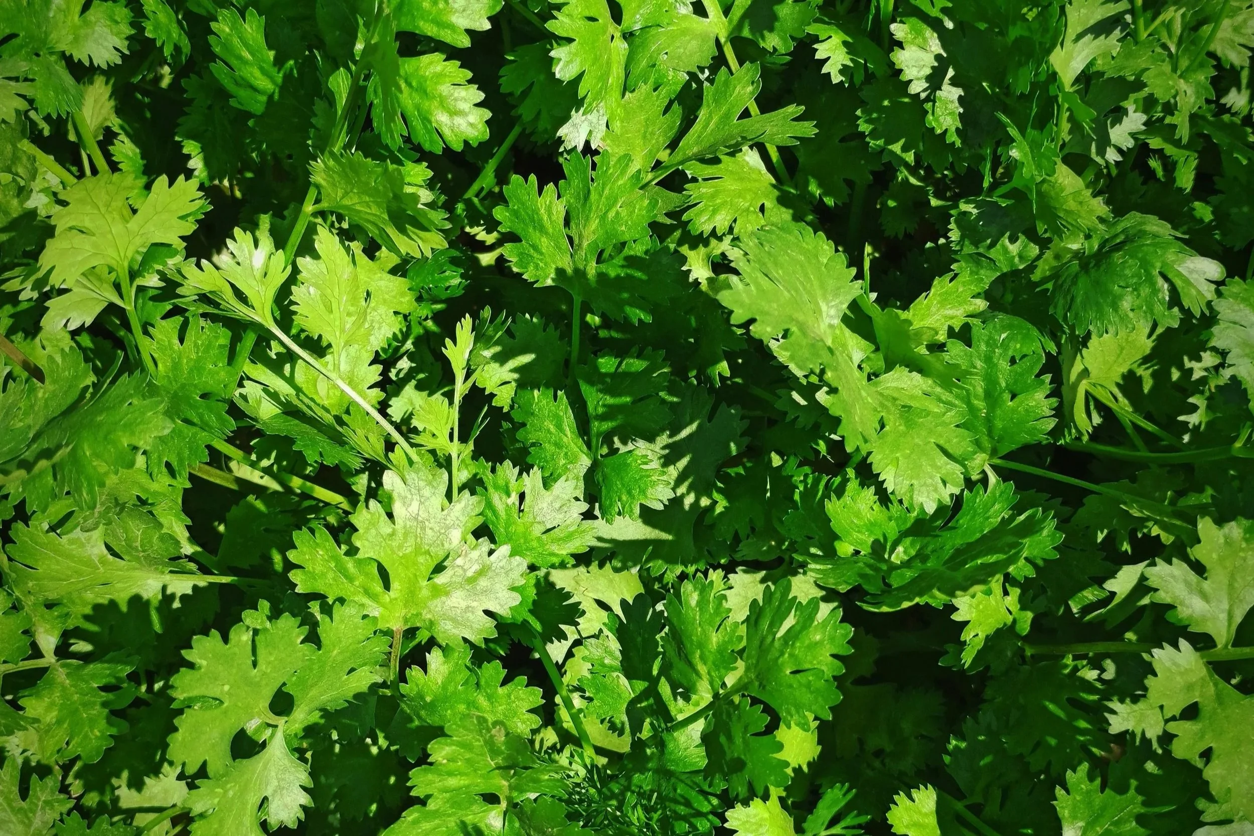 cilantro-blog-image